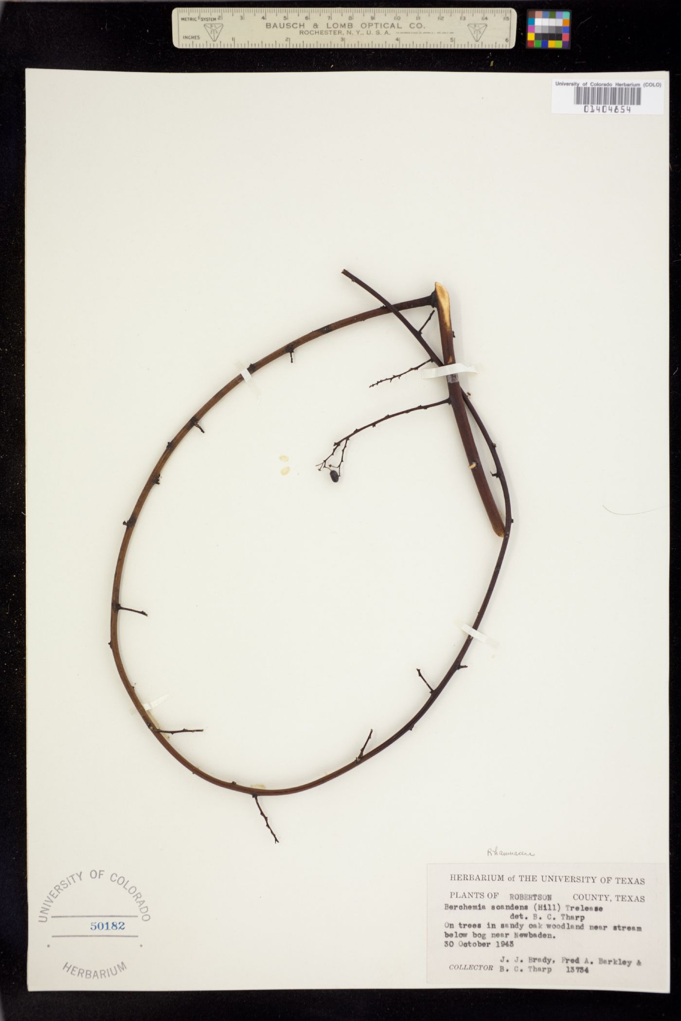 Berchemia scandens image