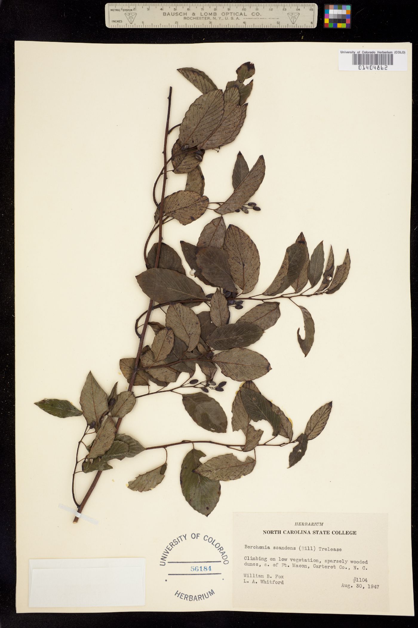 Berchemia scandens image