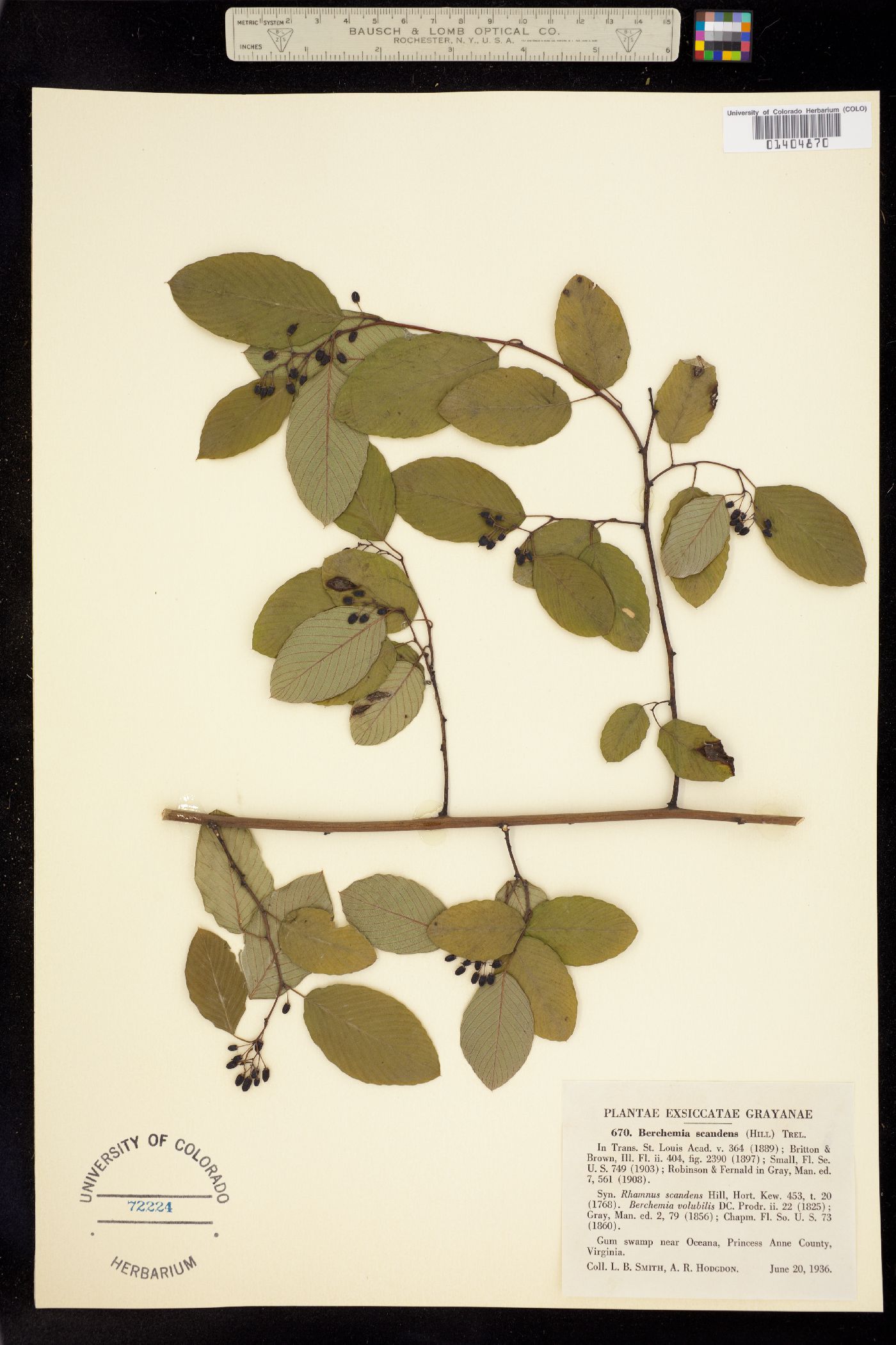 Berchemia scandens image