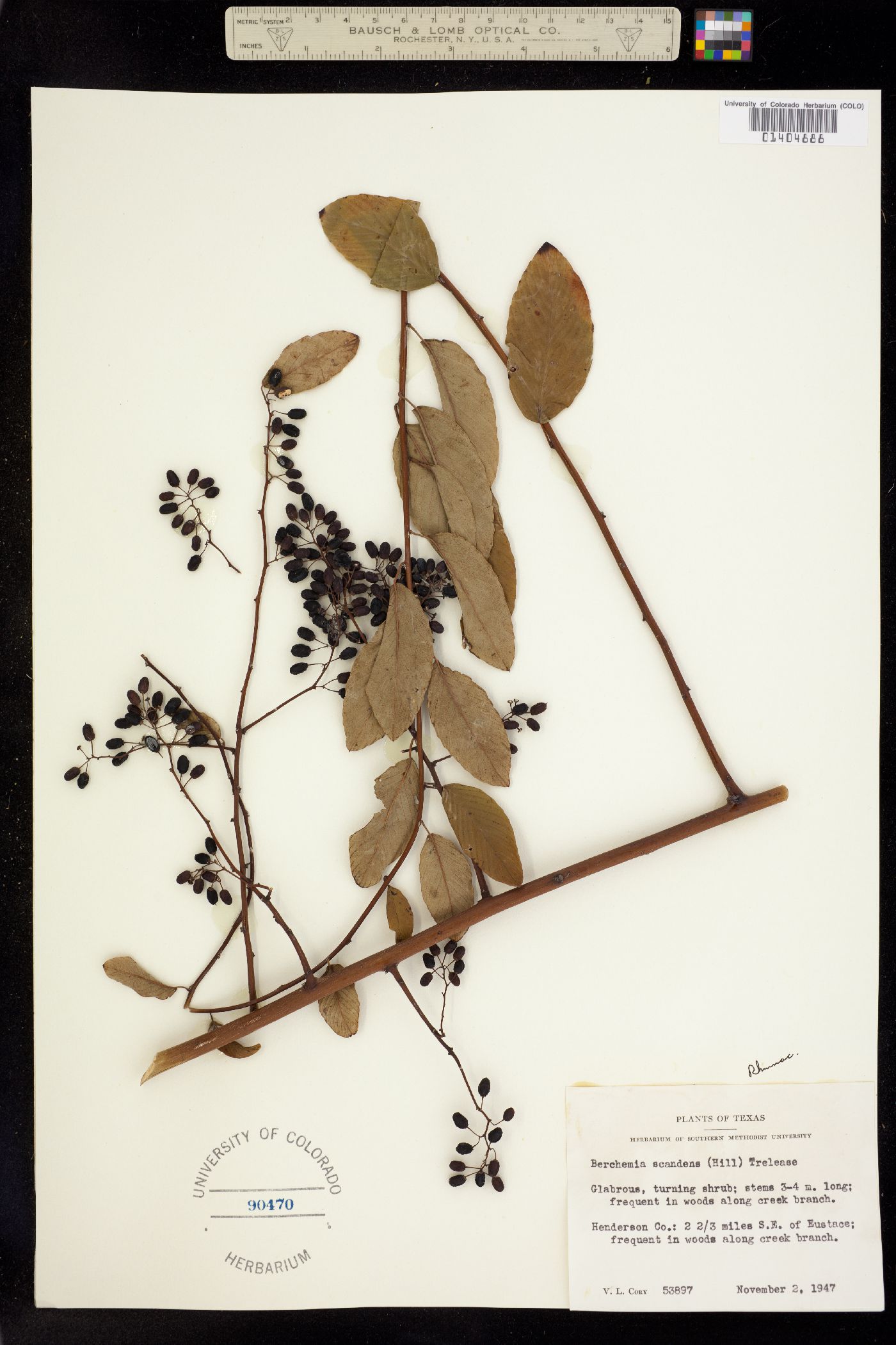 Berchemia scandens image