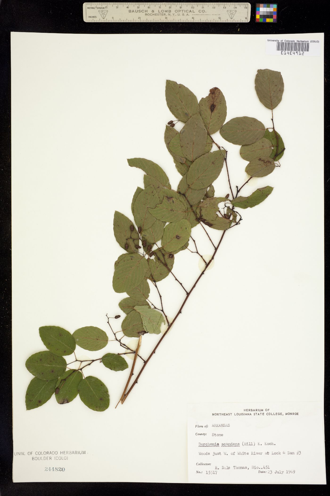 Berchemia scandens image