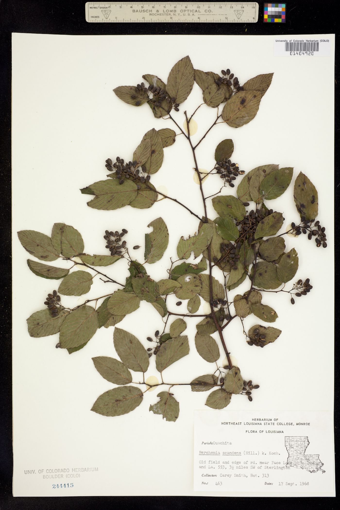 Berchemia scandens image