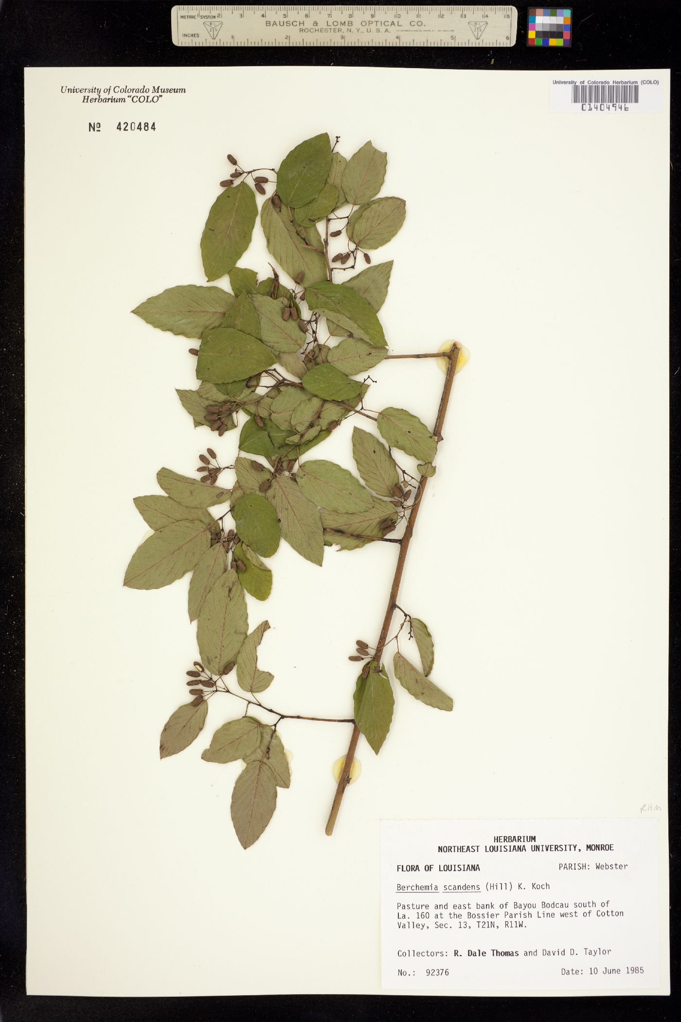 Berchemia scandens image