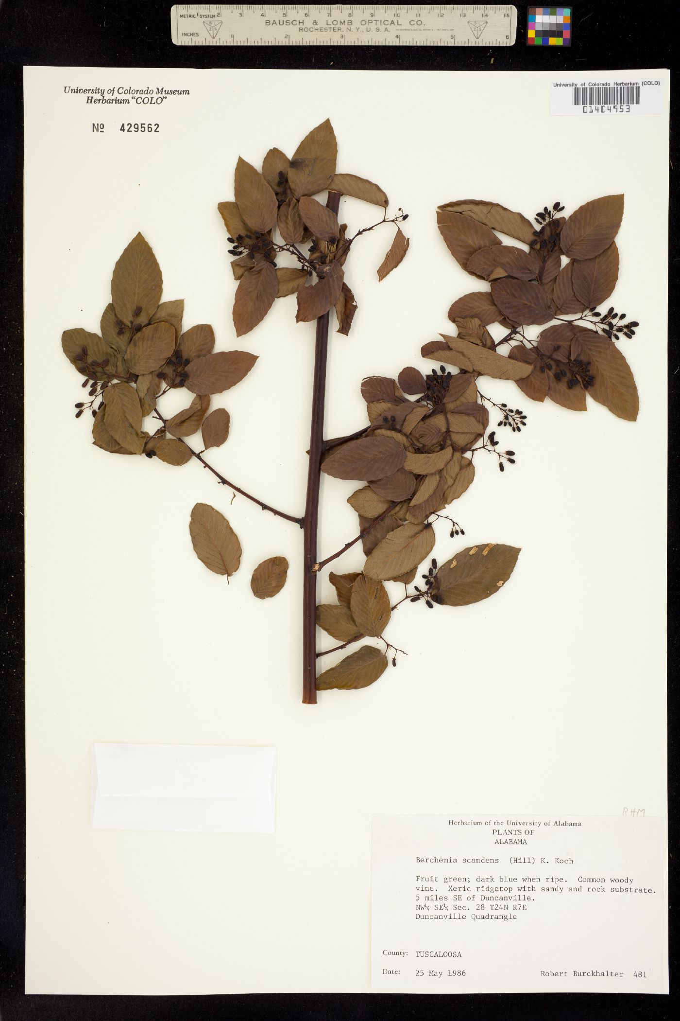 Berchemia scandens image