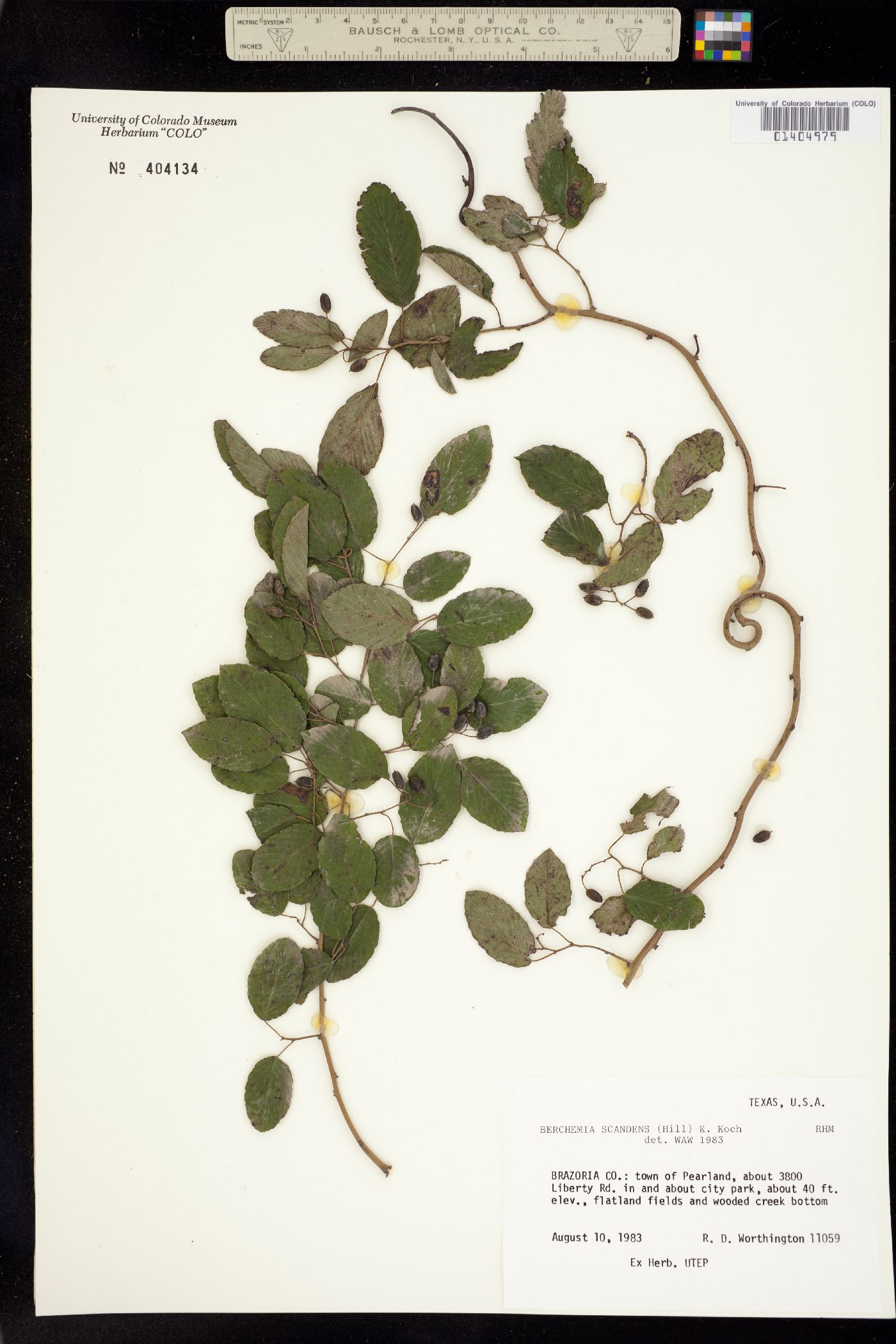 Berchemia scandens image