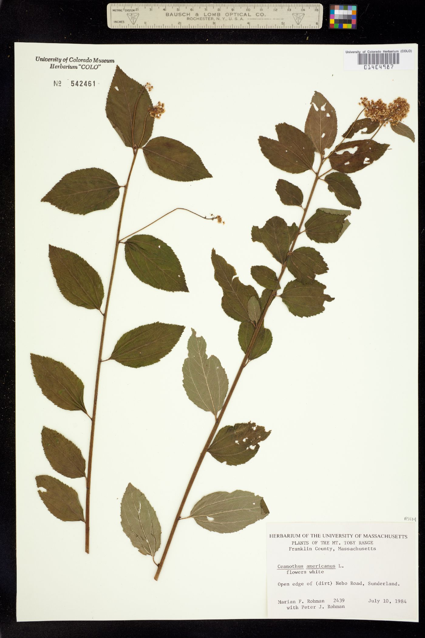 Ceanothus americanus image