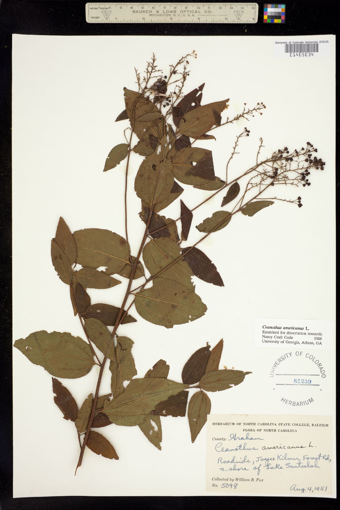 Rhamnaceae image