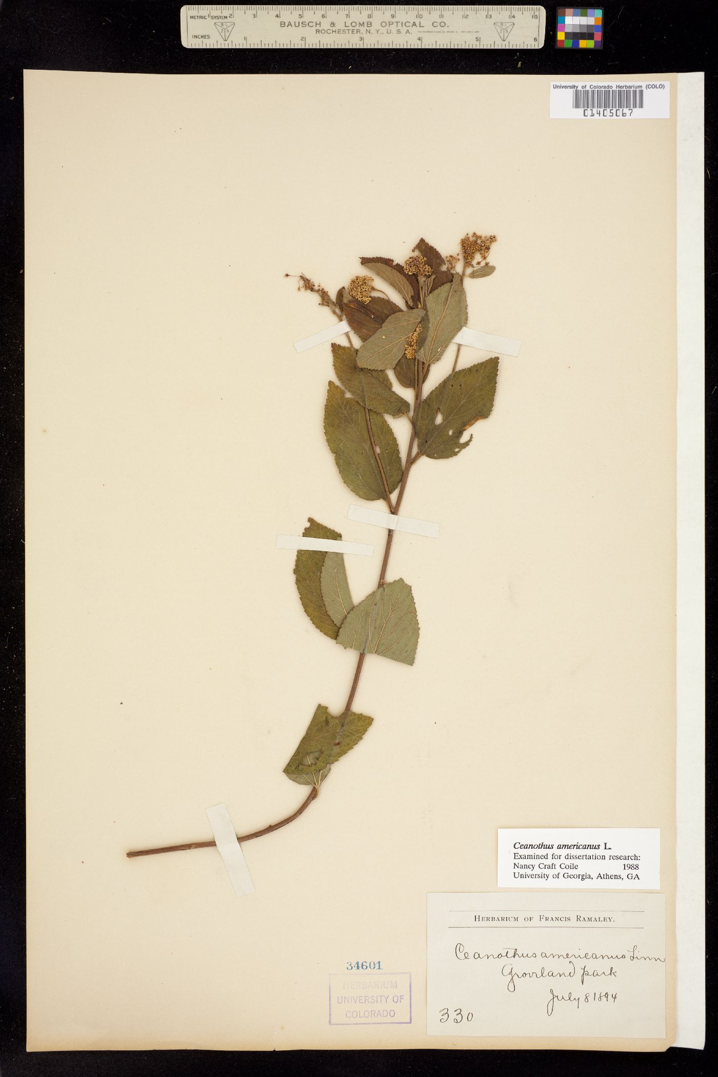 Rhamnaceae image