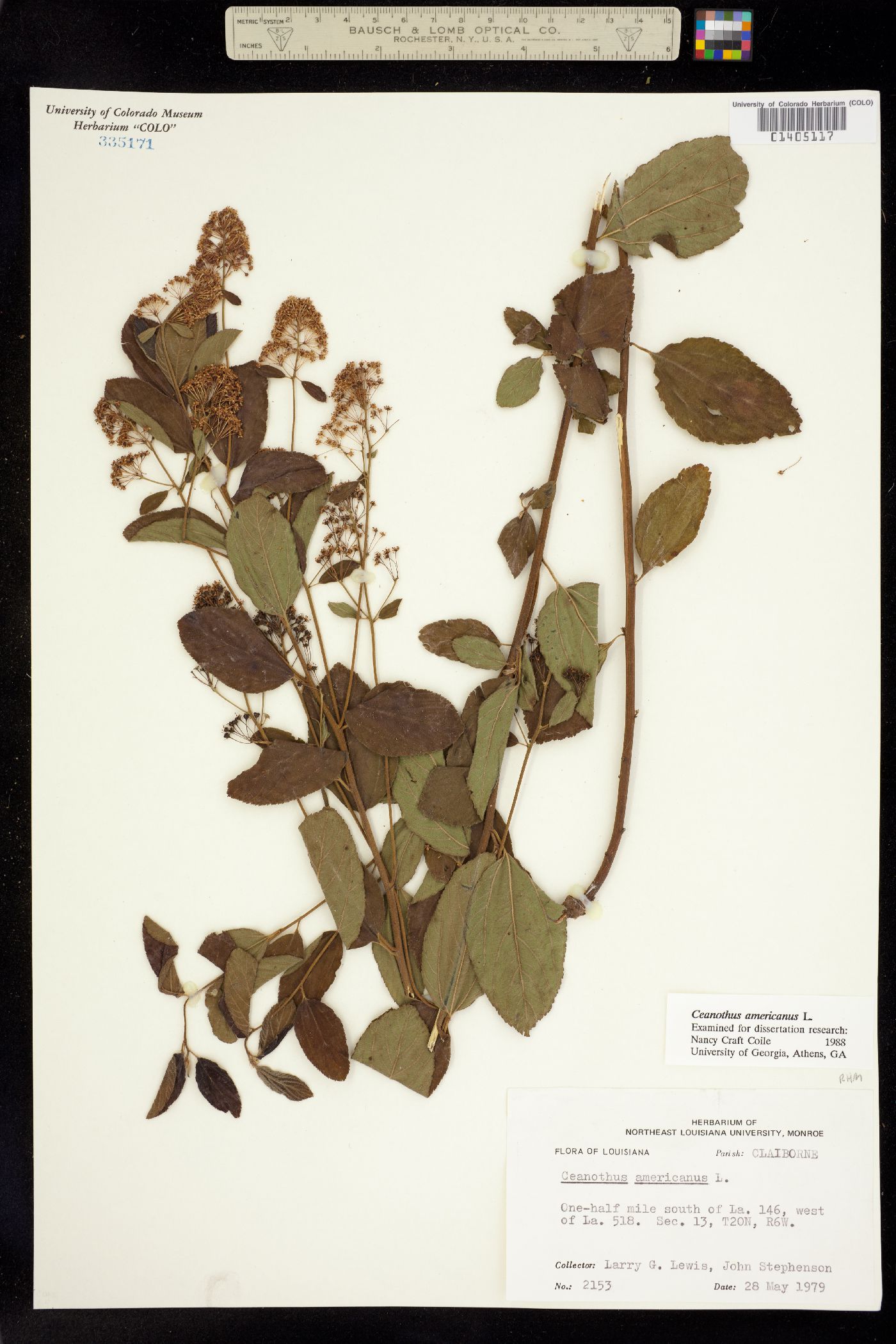 Ceanothus americanus image