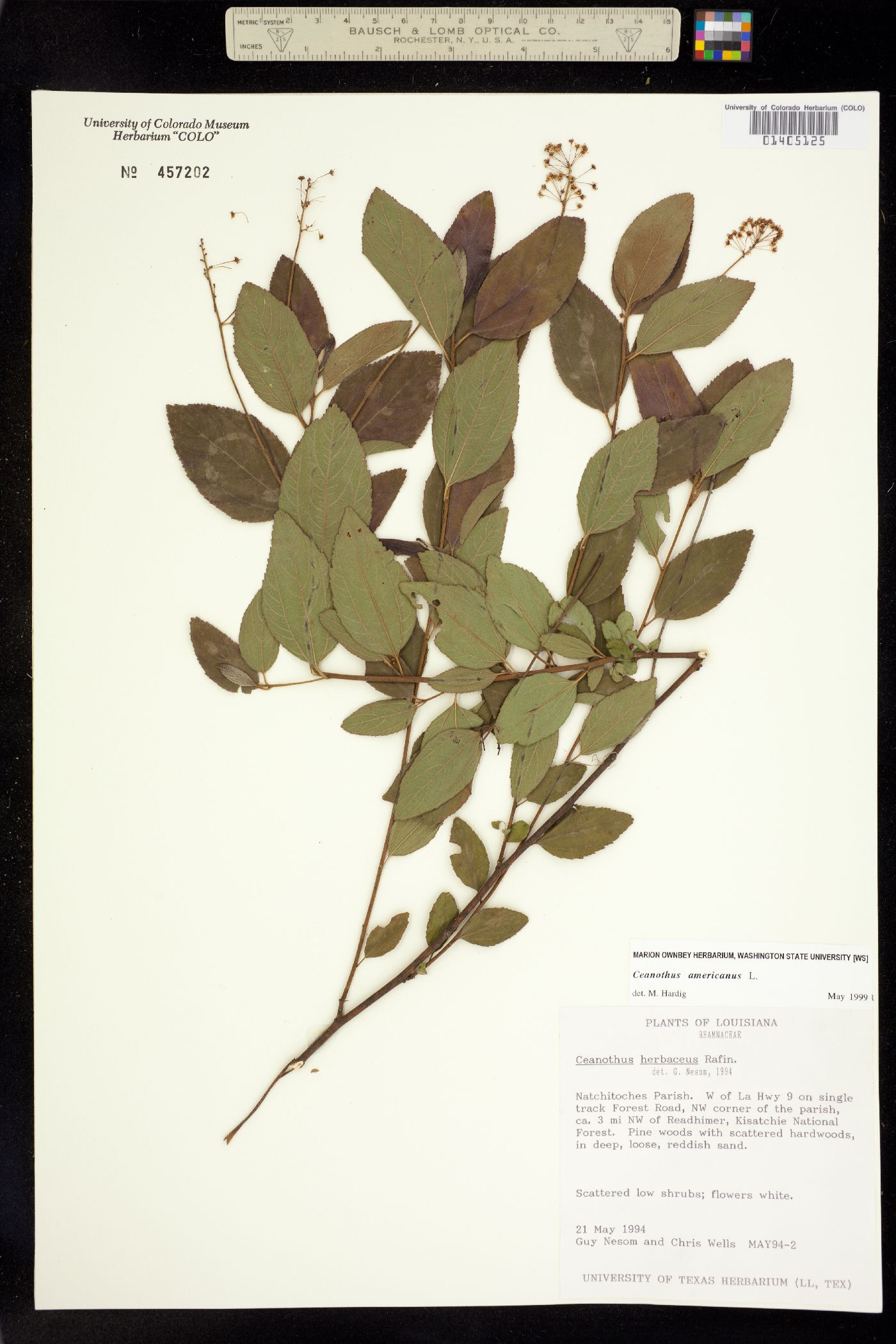 Ceanothus americanus image