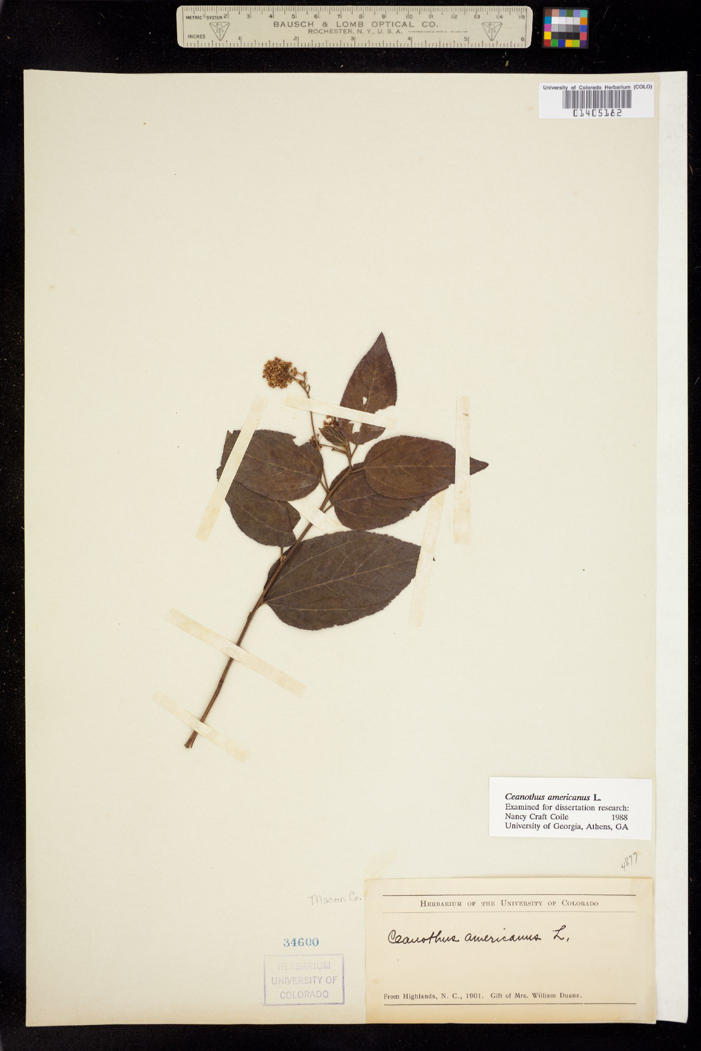 Ceanothus image