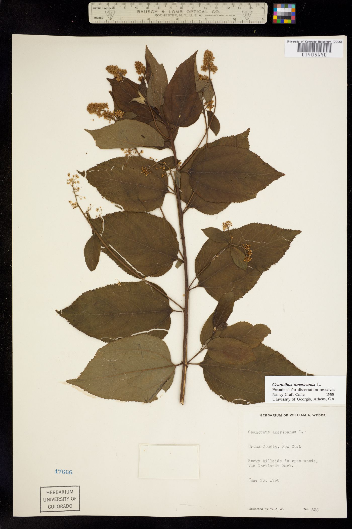 Ceanothus americanus image