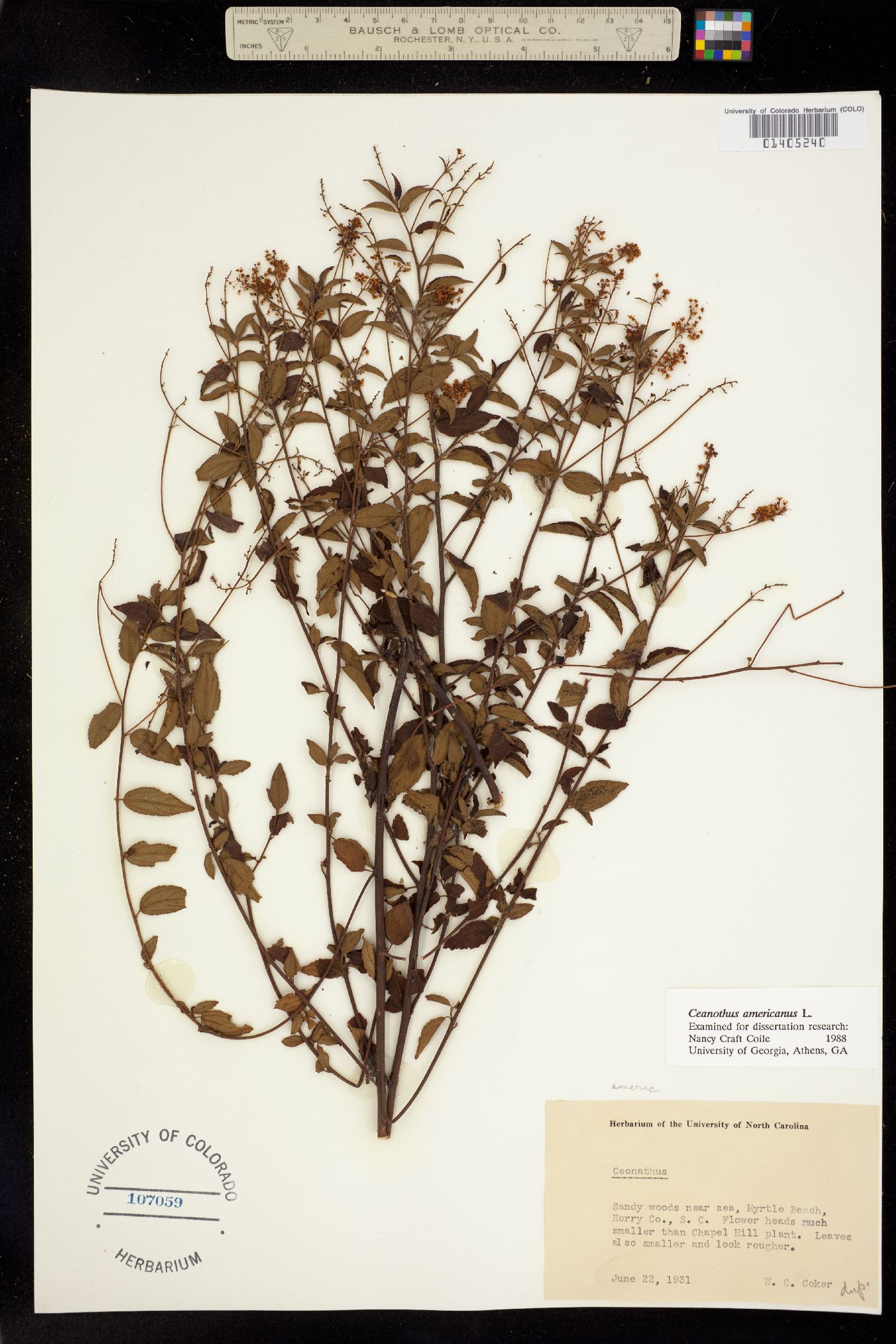 Ceanothus americanus image
