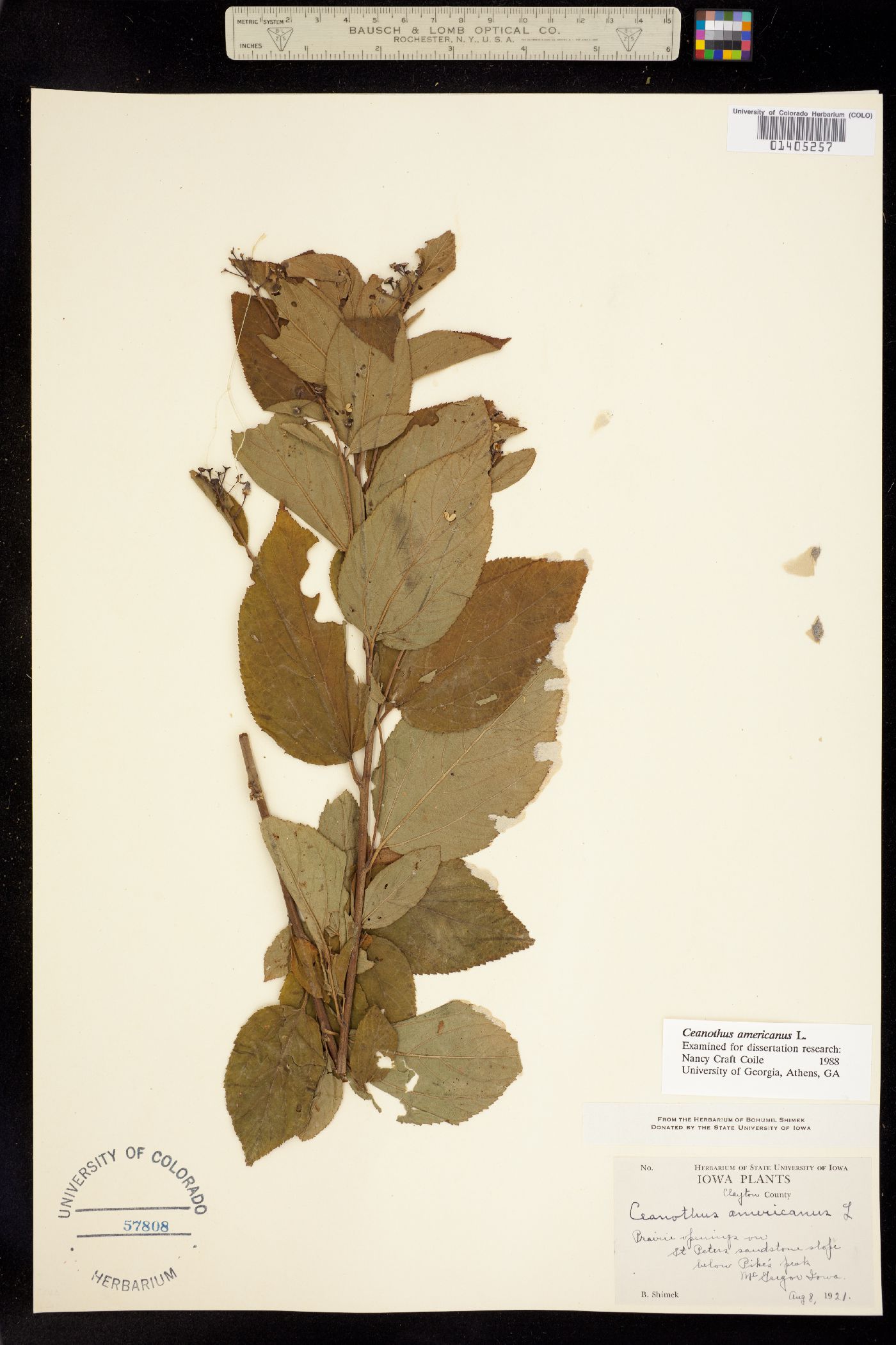 Ceanothus americanus image