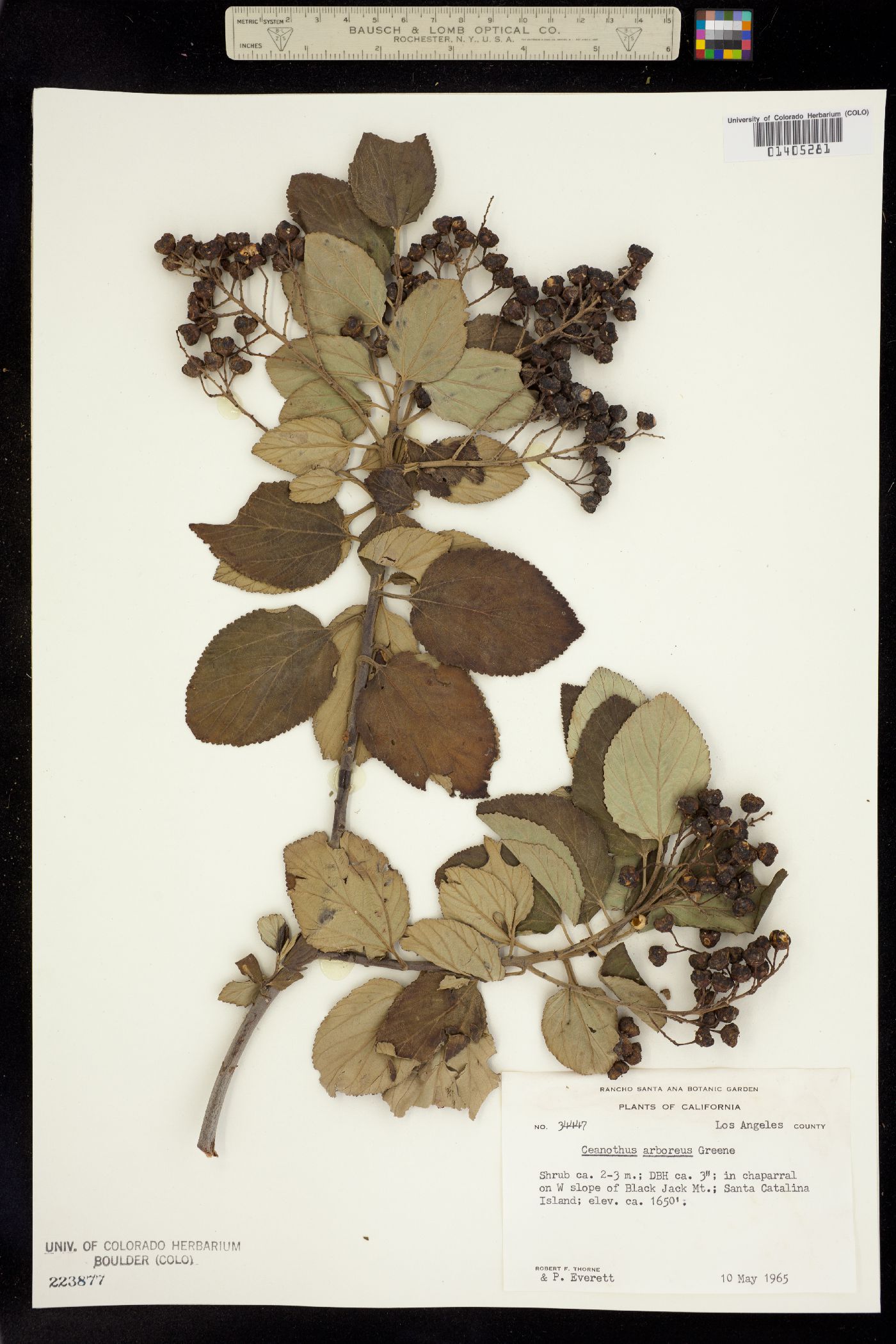 Ceanothus arboreus image