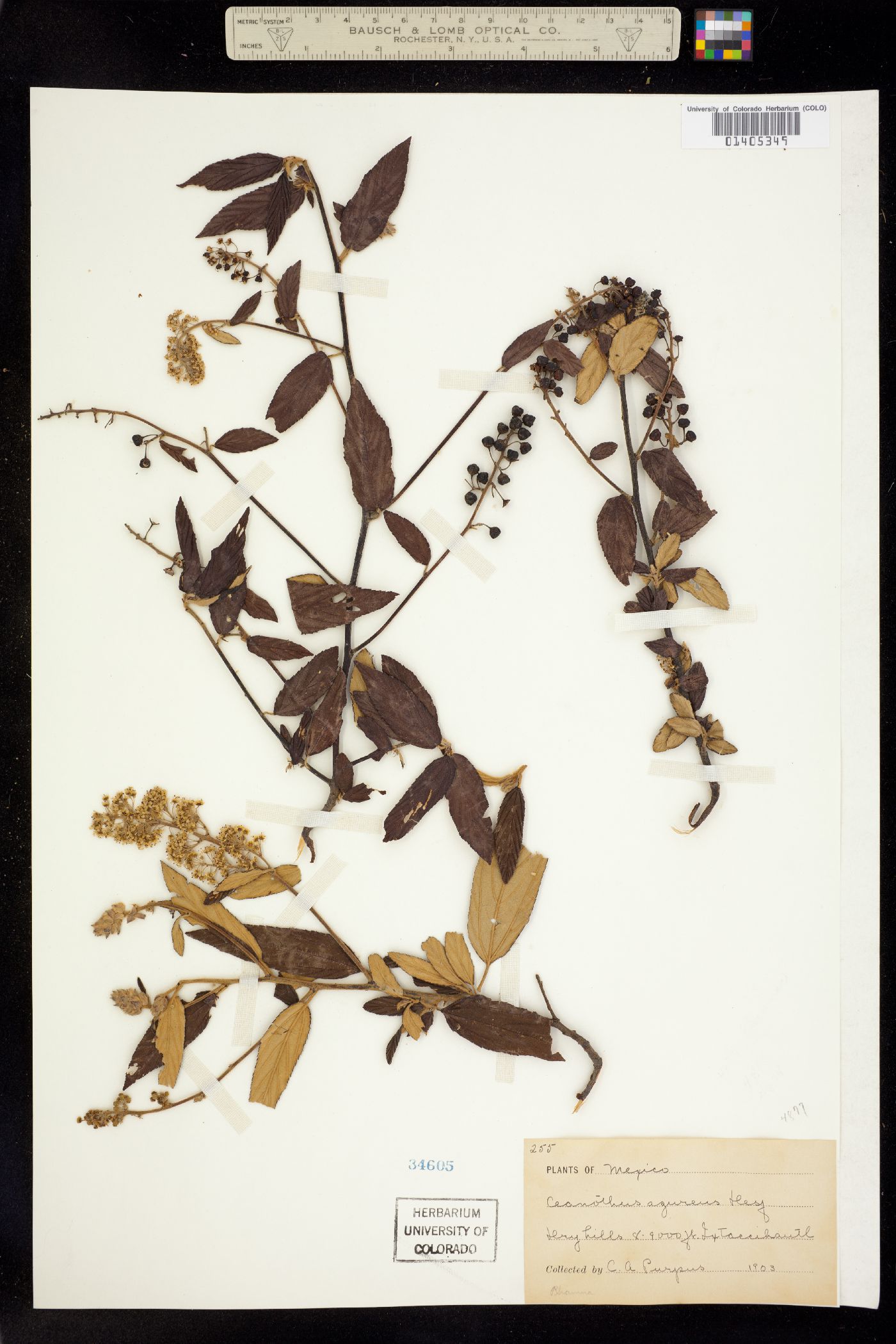 Ceanothus azureus image