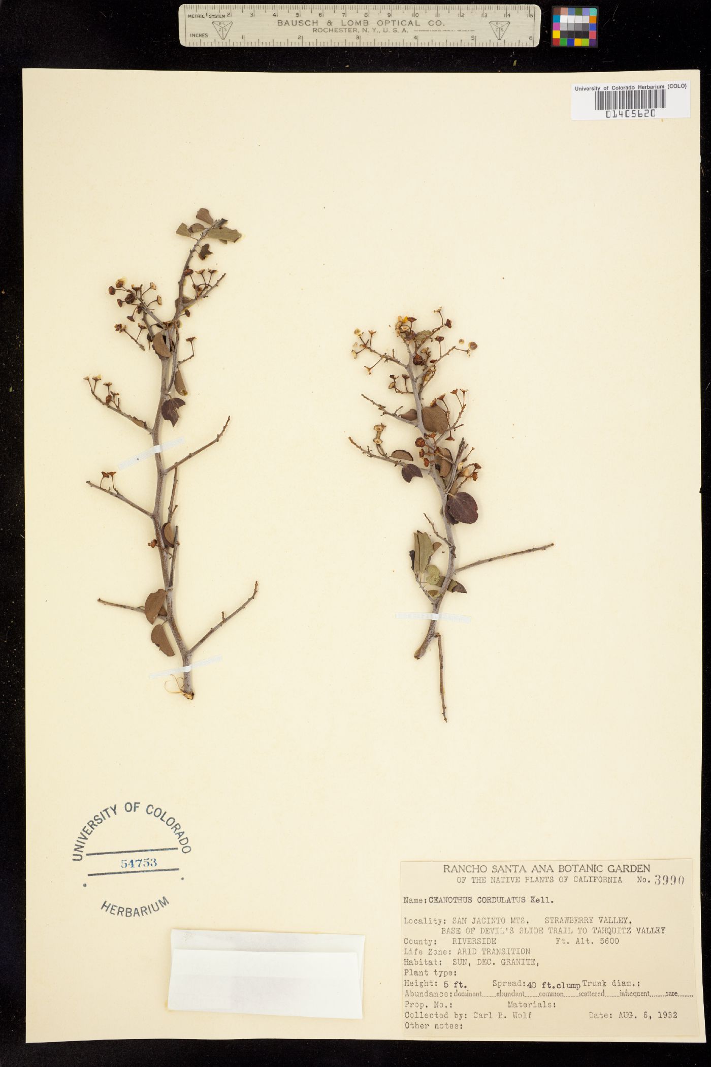 Ceanothus cordulatus image