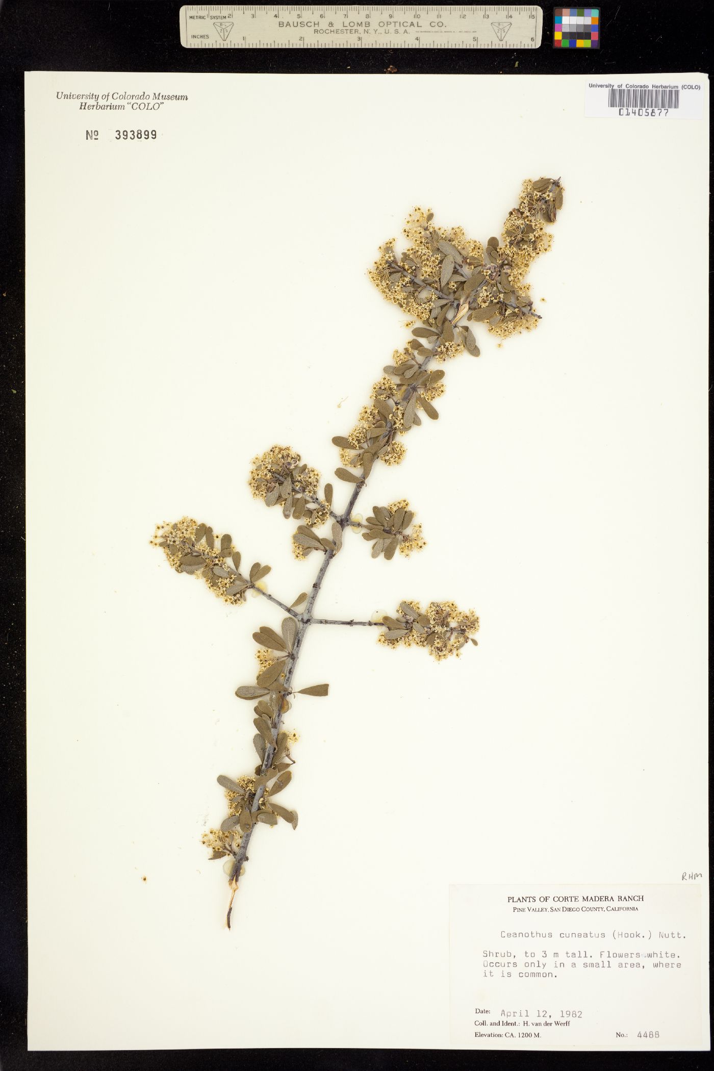 Rhamnaceae image