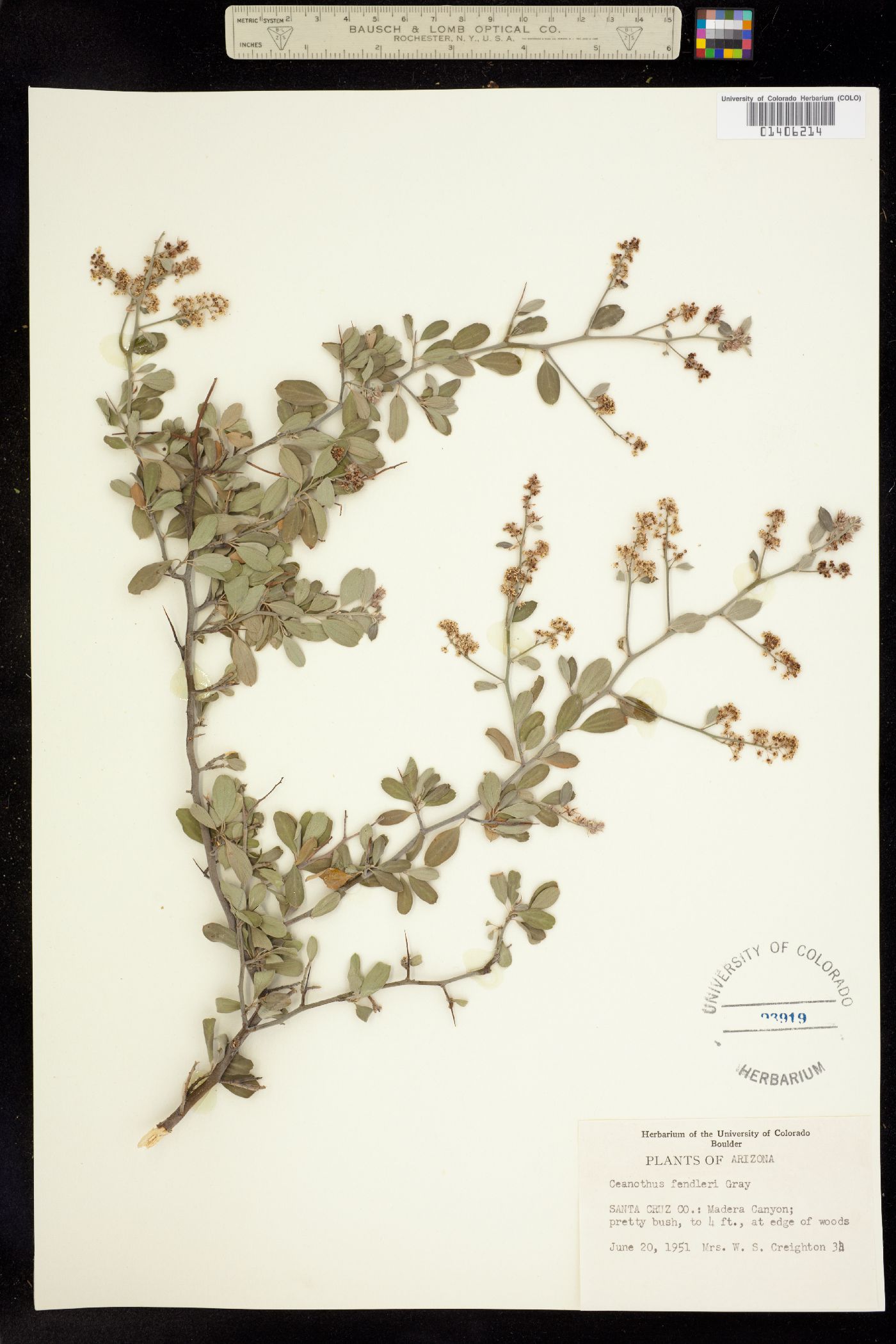 Rhamnaceae image
