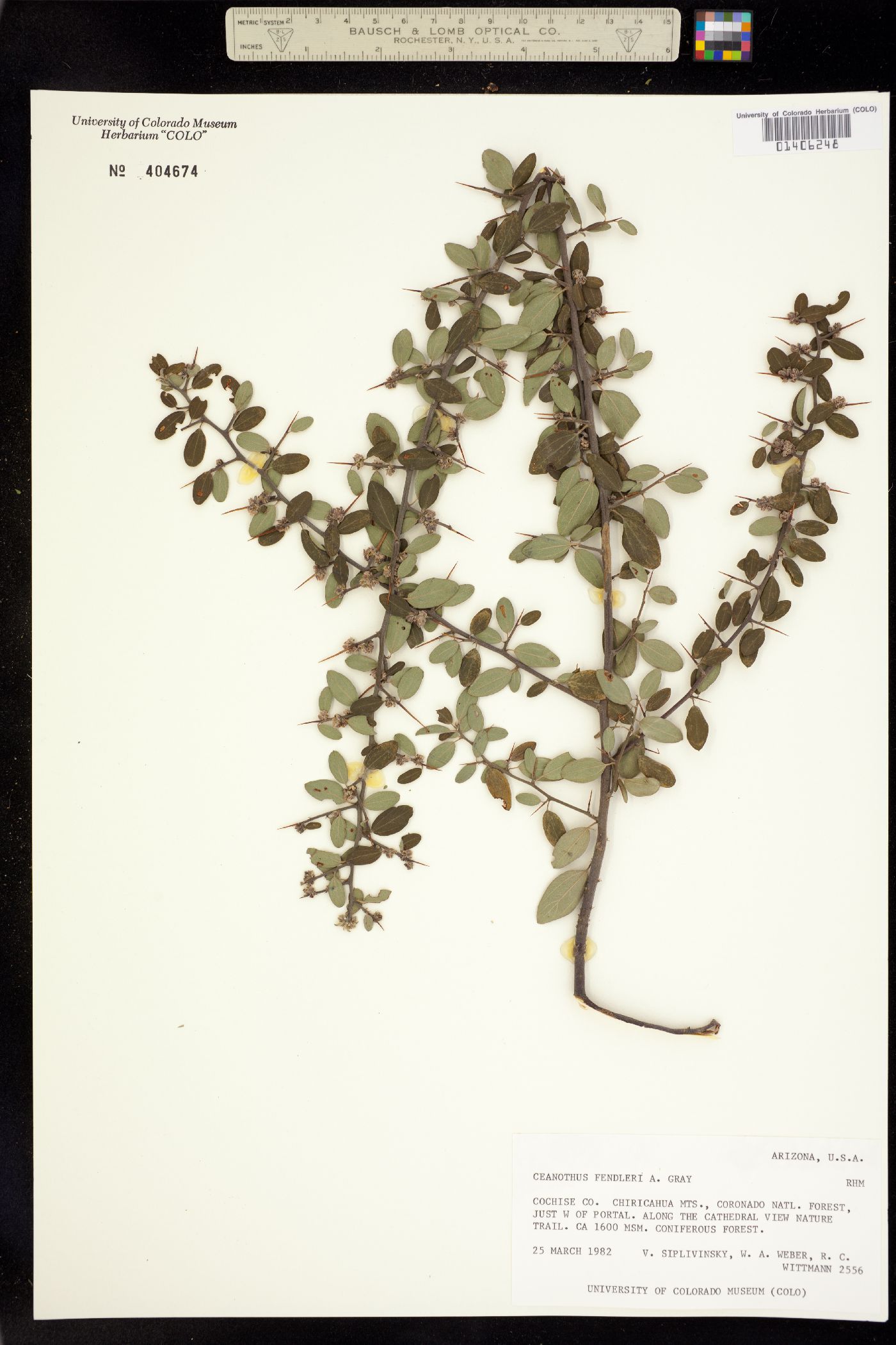 Ceanothus fendleri image