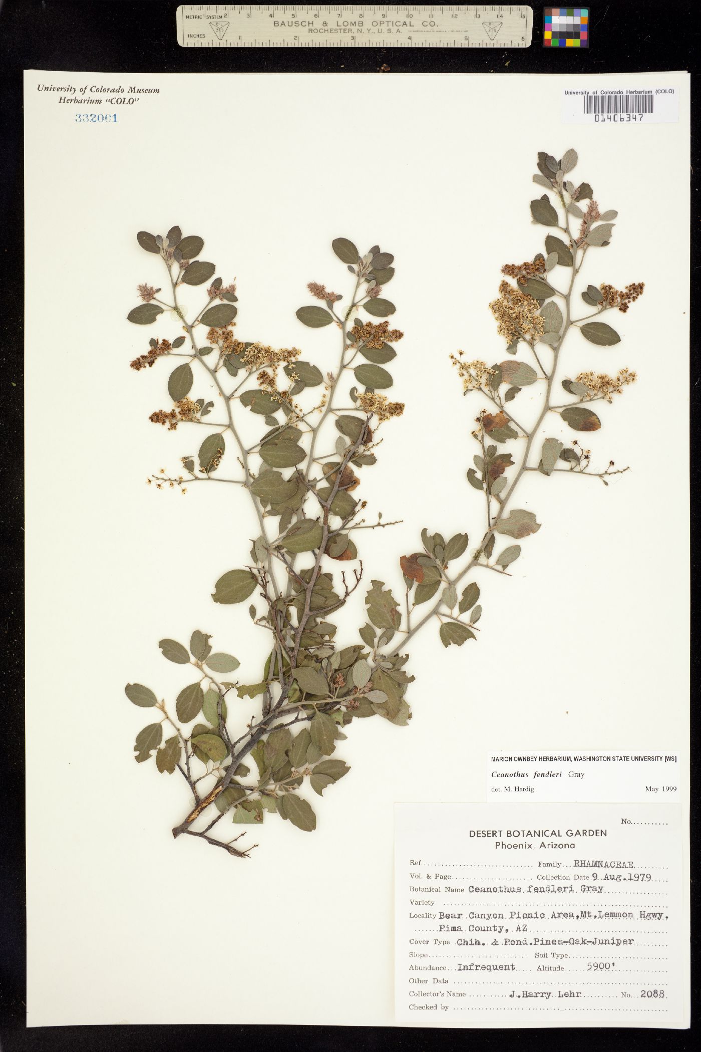 Ceanothus fendleri image