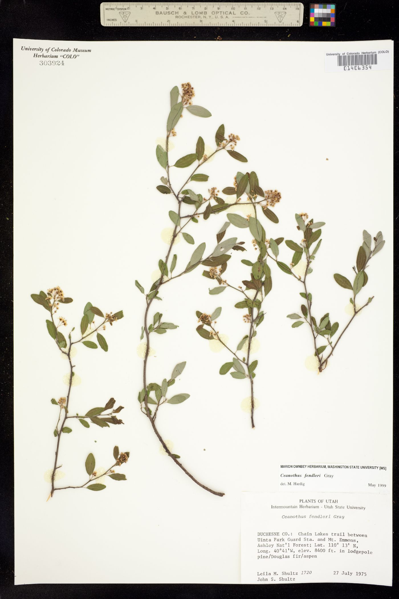 Ceanothus fendleri image
