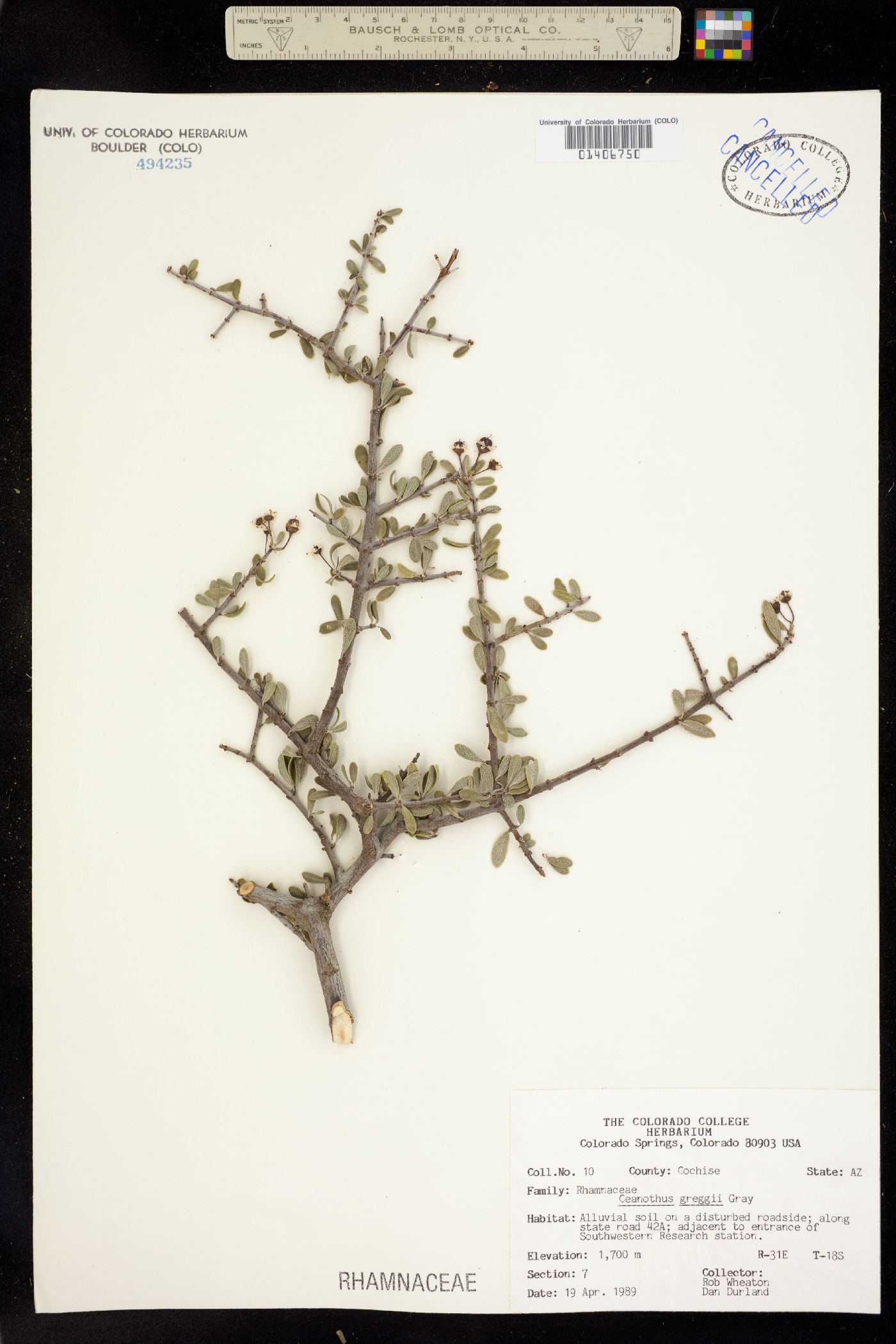 Ceanothus image