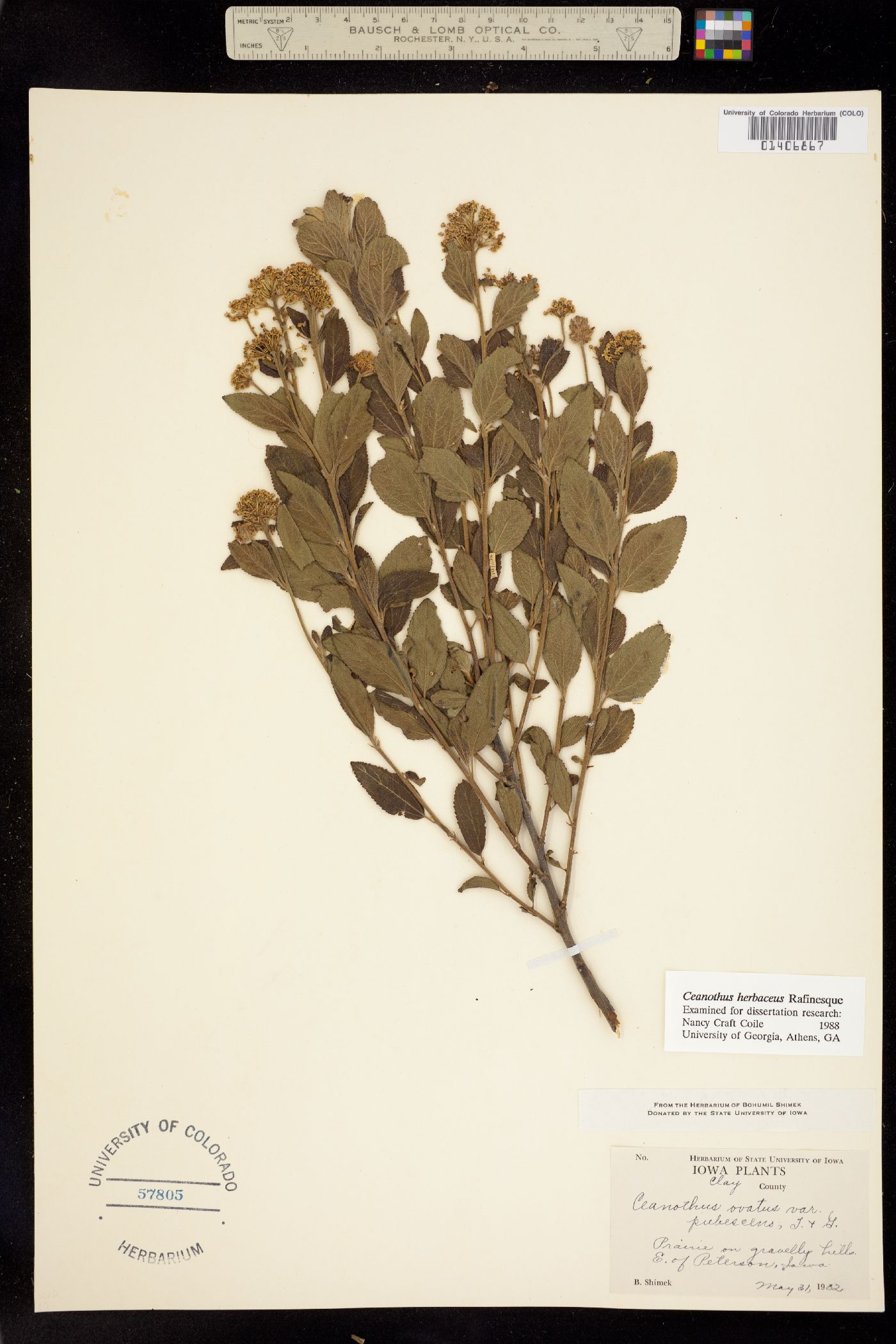 Ceanothus herbaceus image