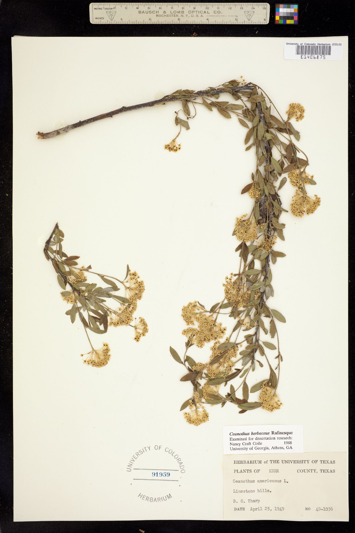 Ceanothus herbaceus image