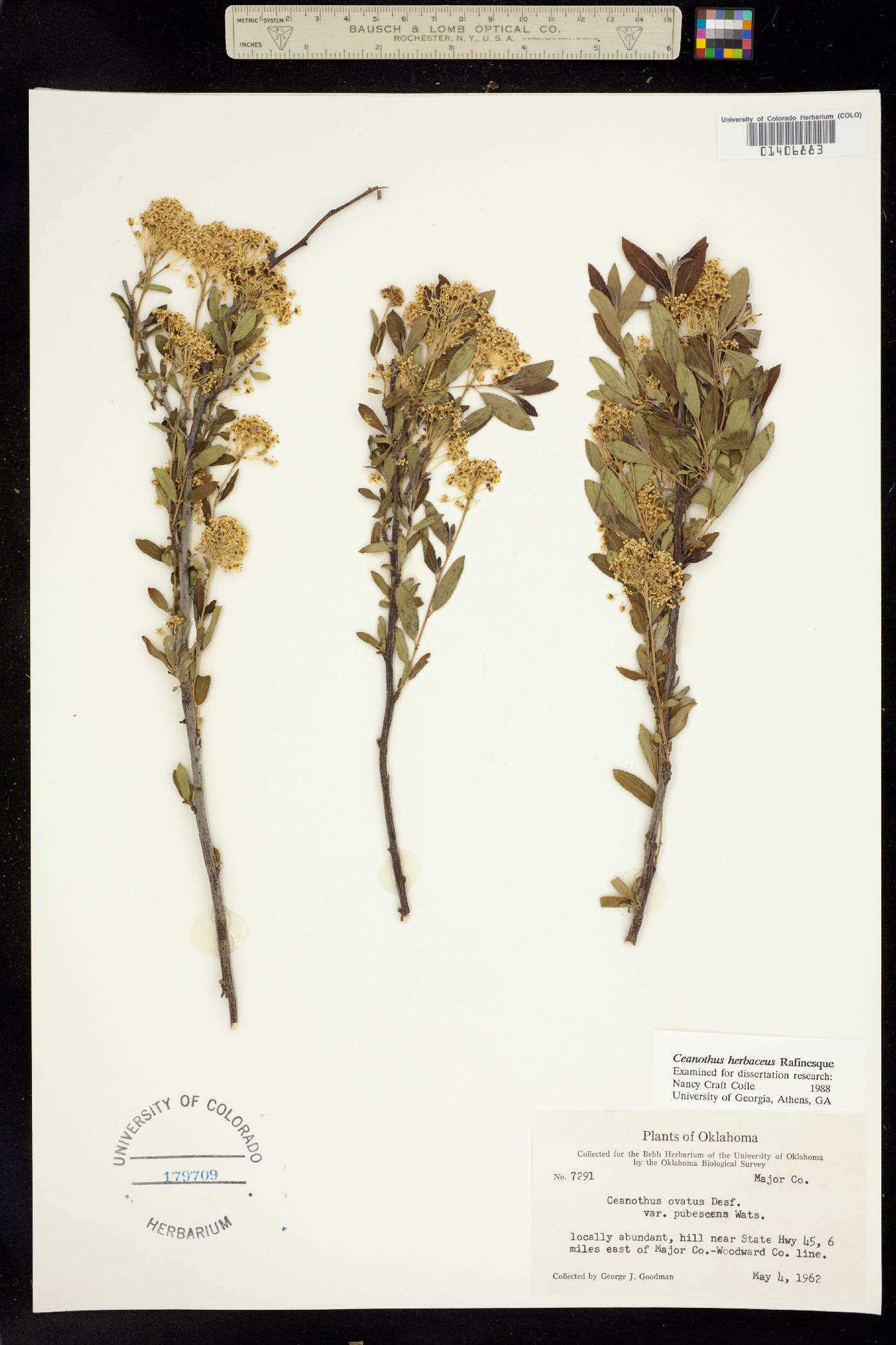 Ceanothus herbaceus image