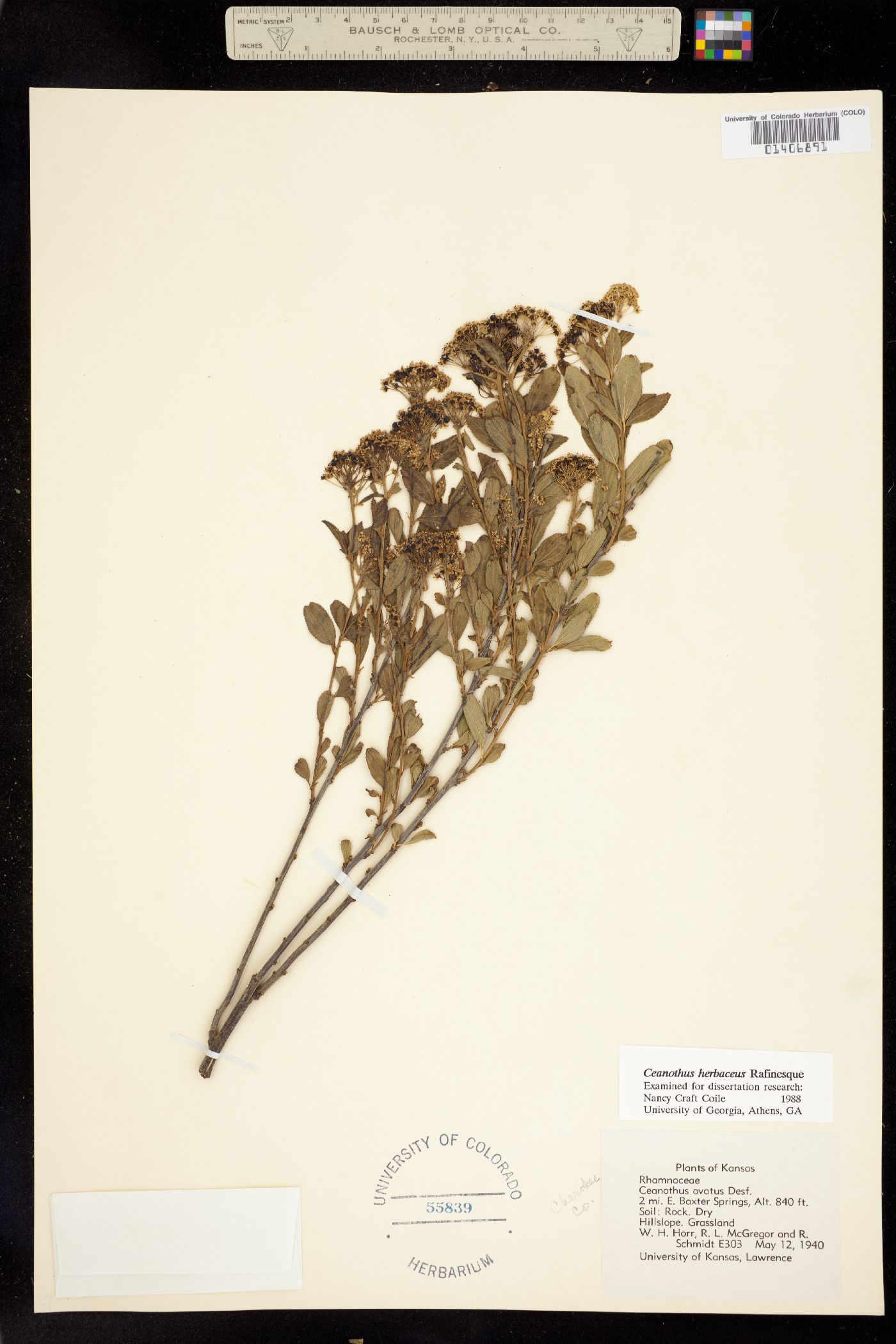 Ceanothus image
