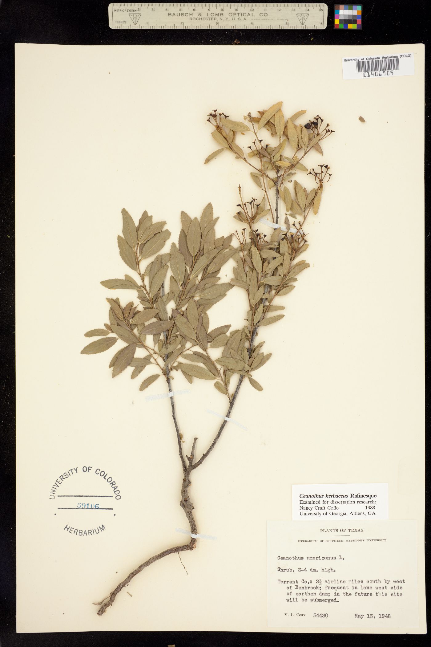 Ceanothus herbaceus image