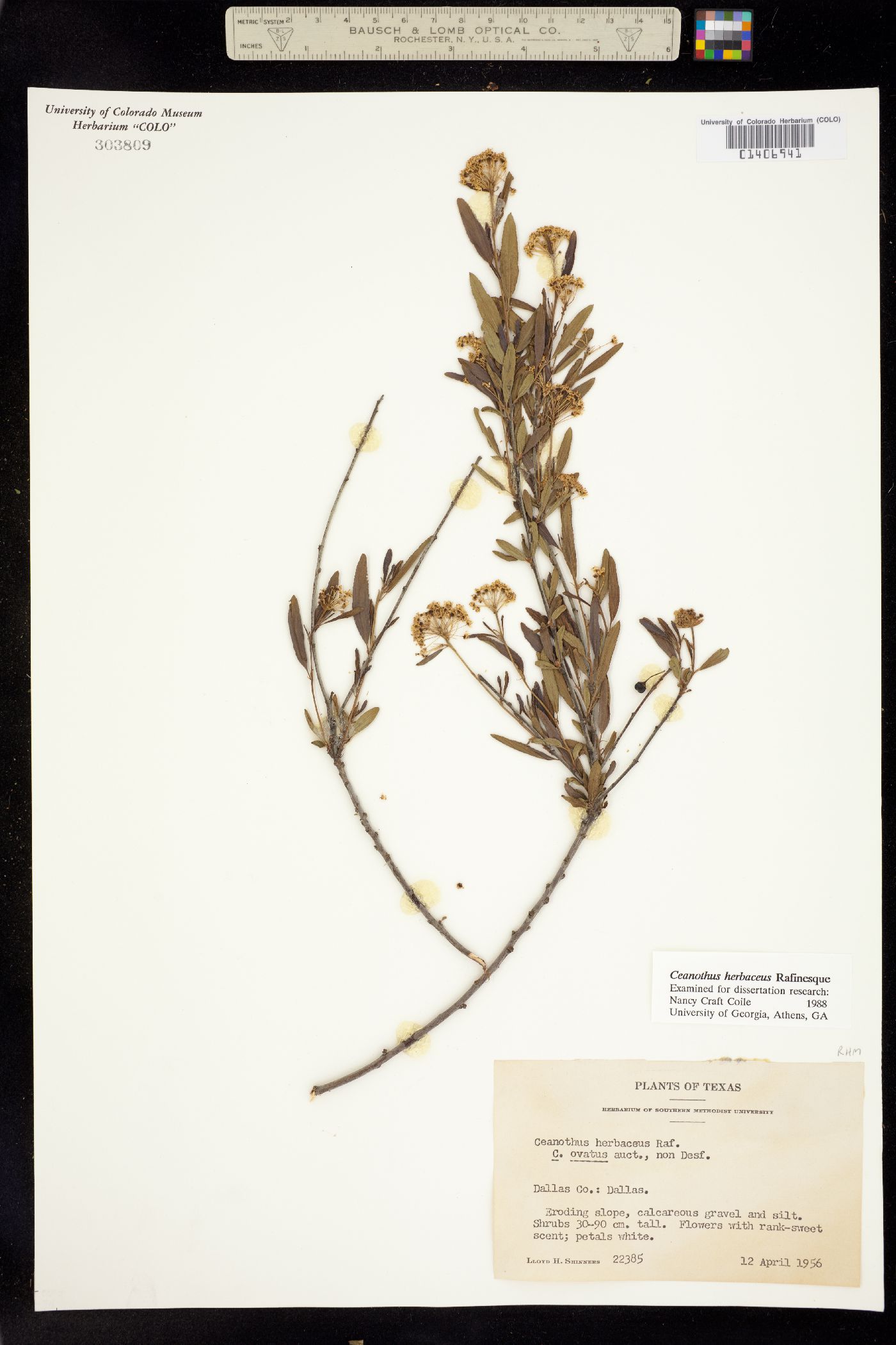 Ceanothus herbaceus image