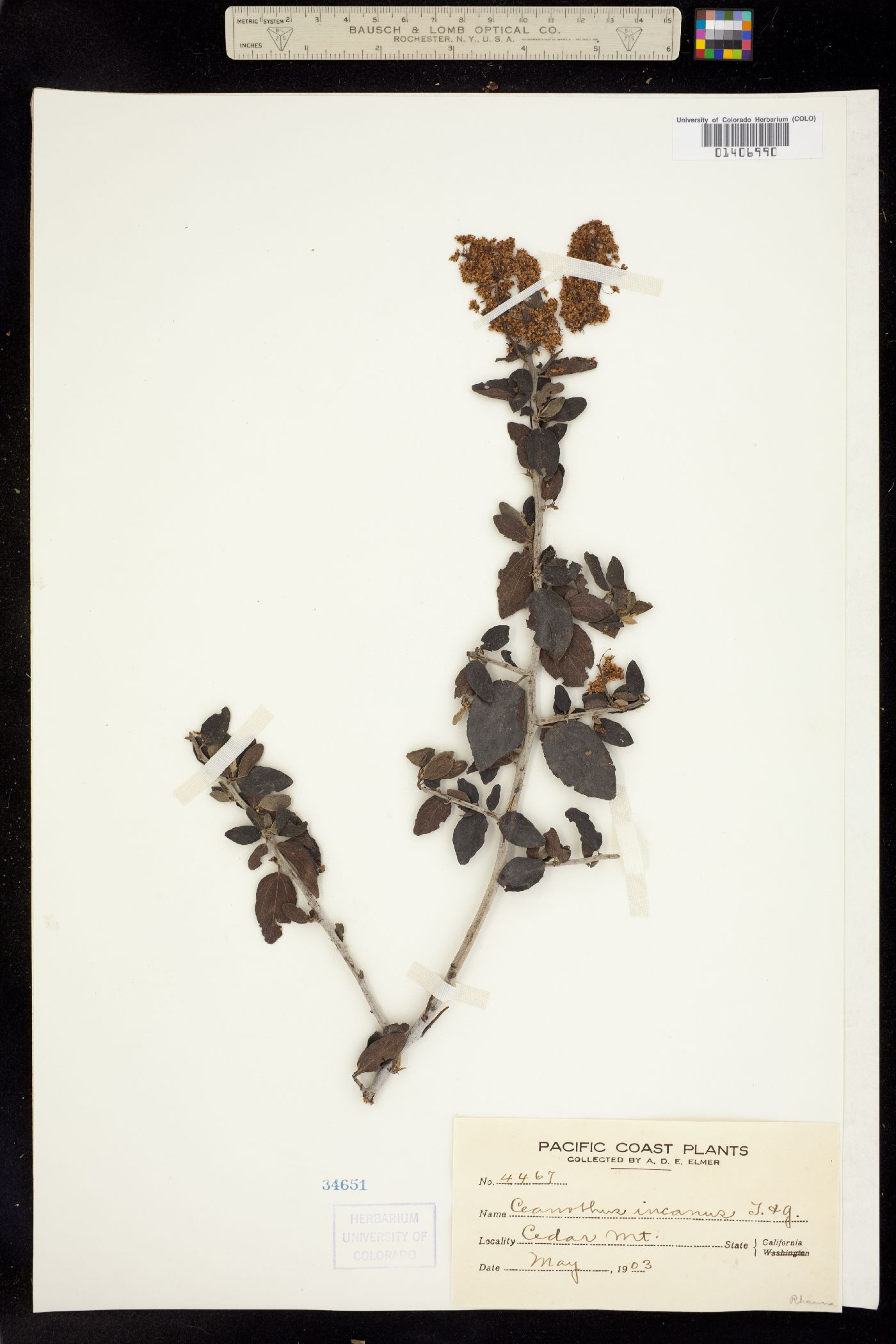 Ceanothus incanus image