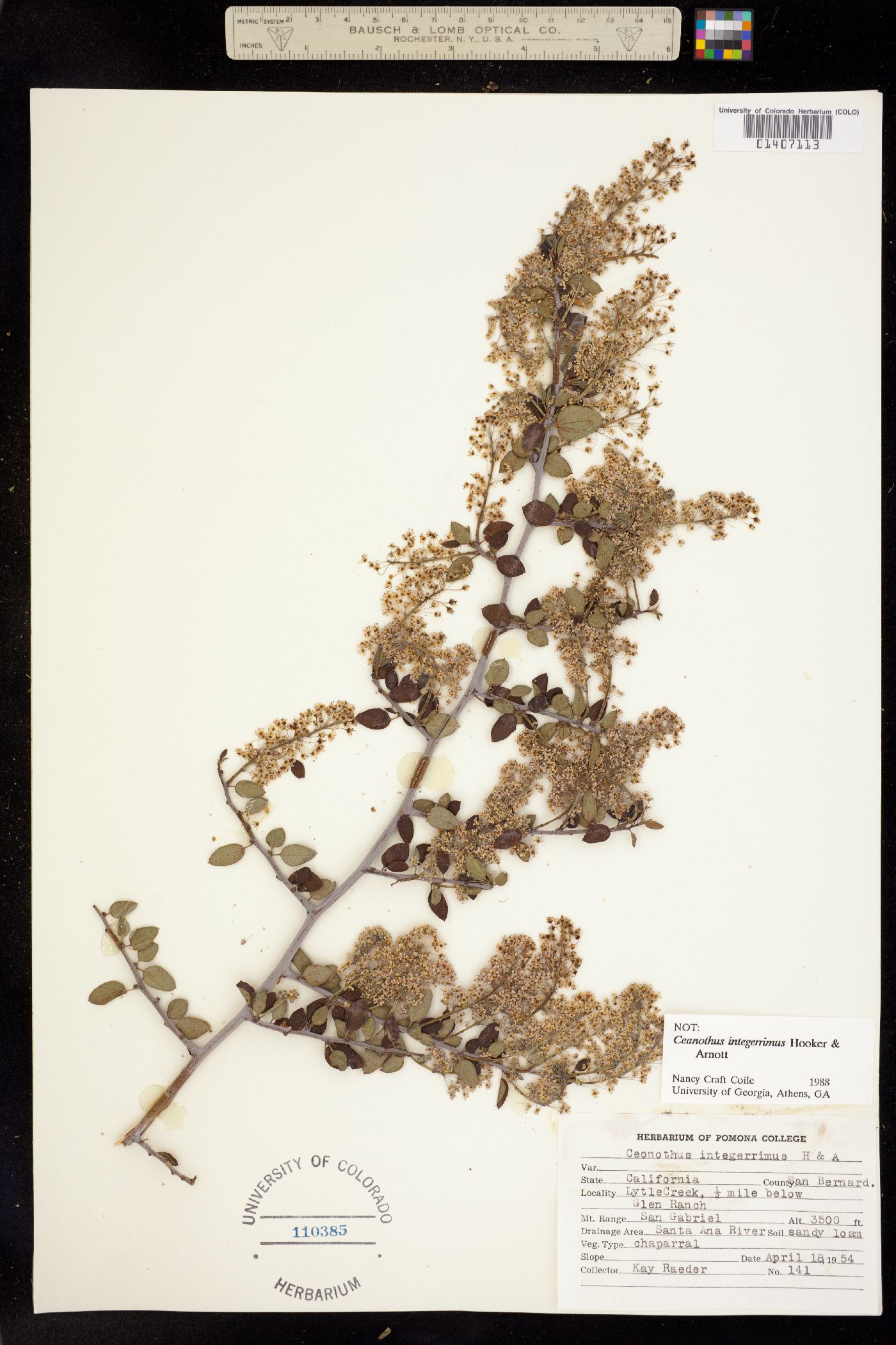 Ceanothus image
