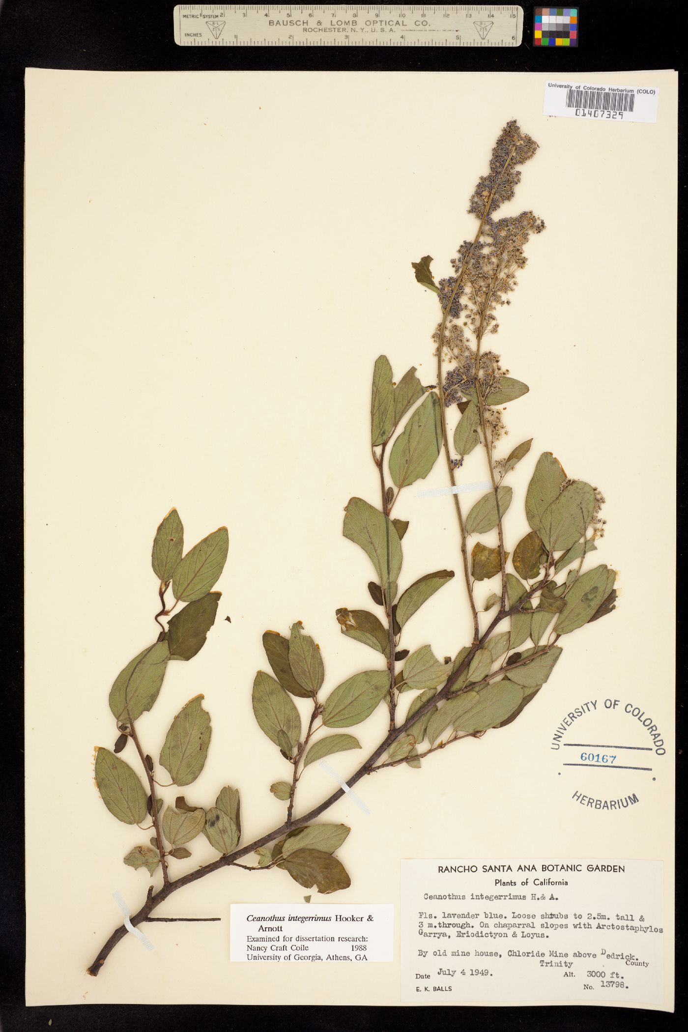Ceanothus integerrimus image