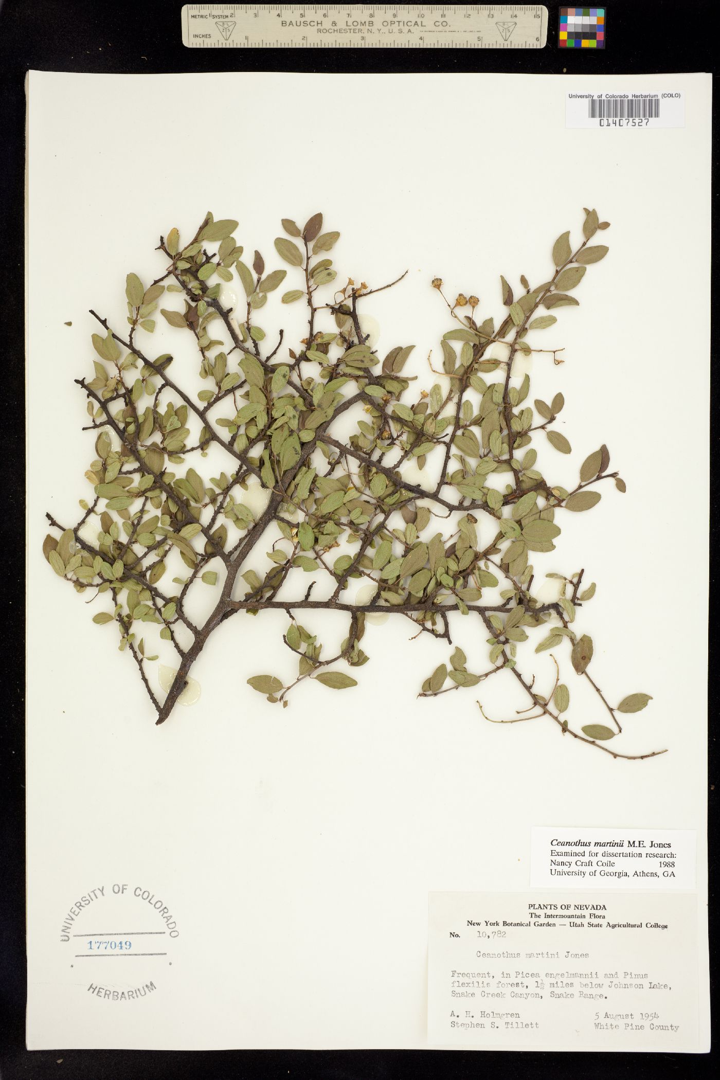 Ceanothus martinii image
