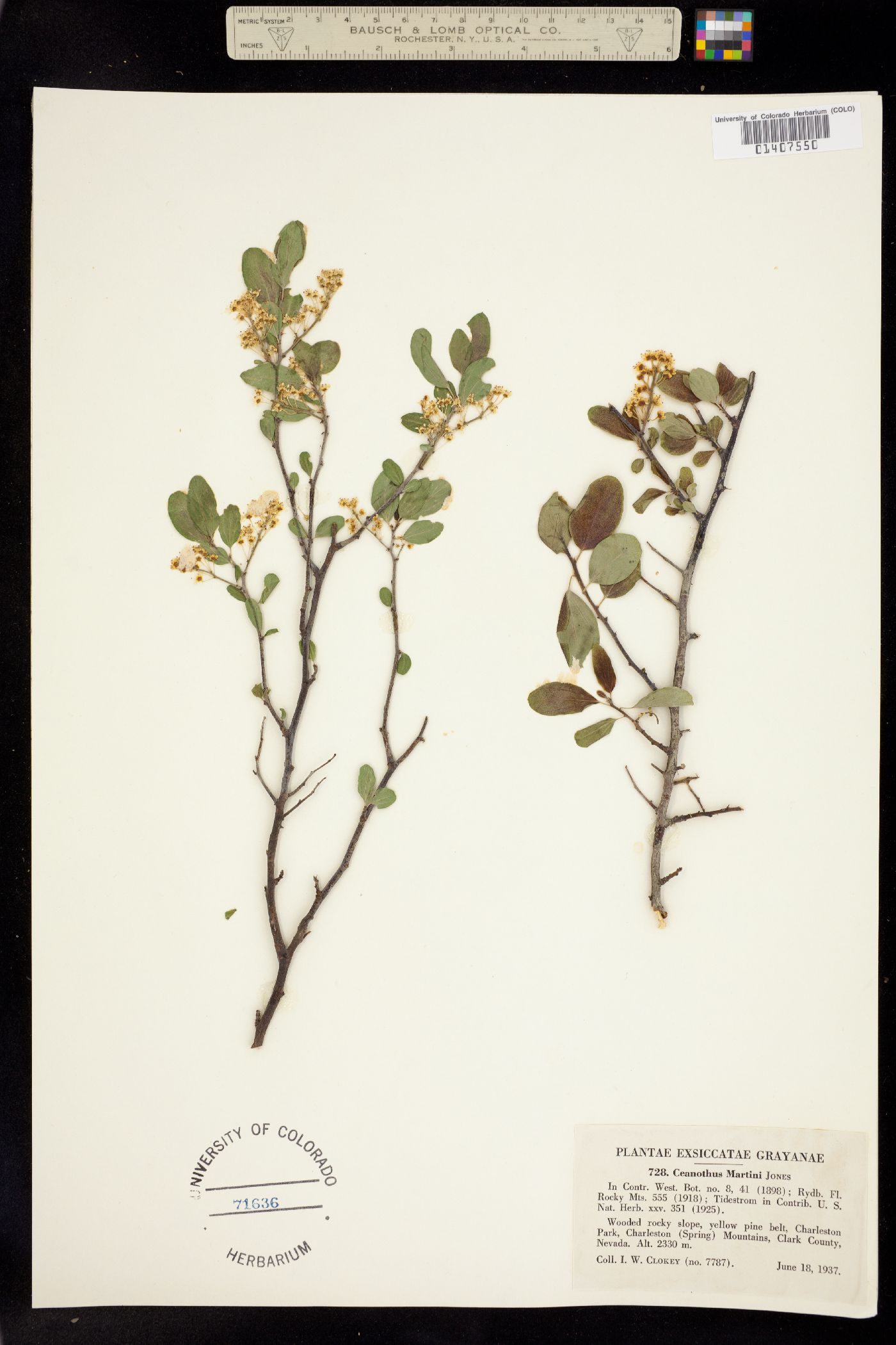 Ceanothus martinii image