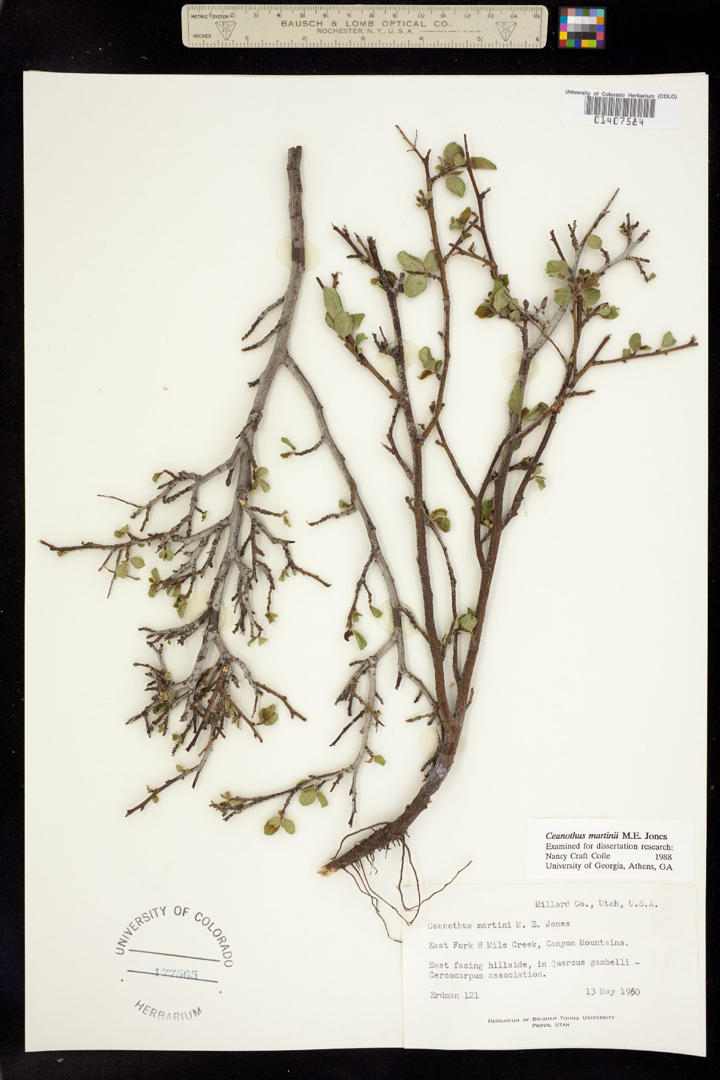 Ceanothus martinii image