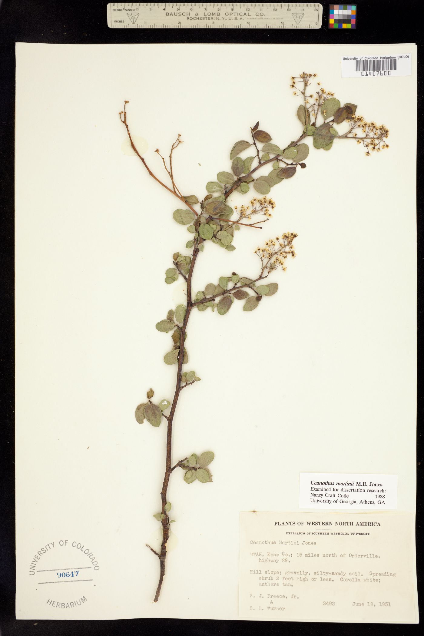 Ceanothus martinii image