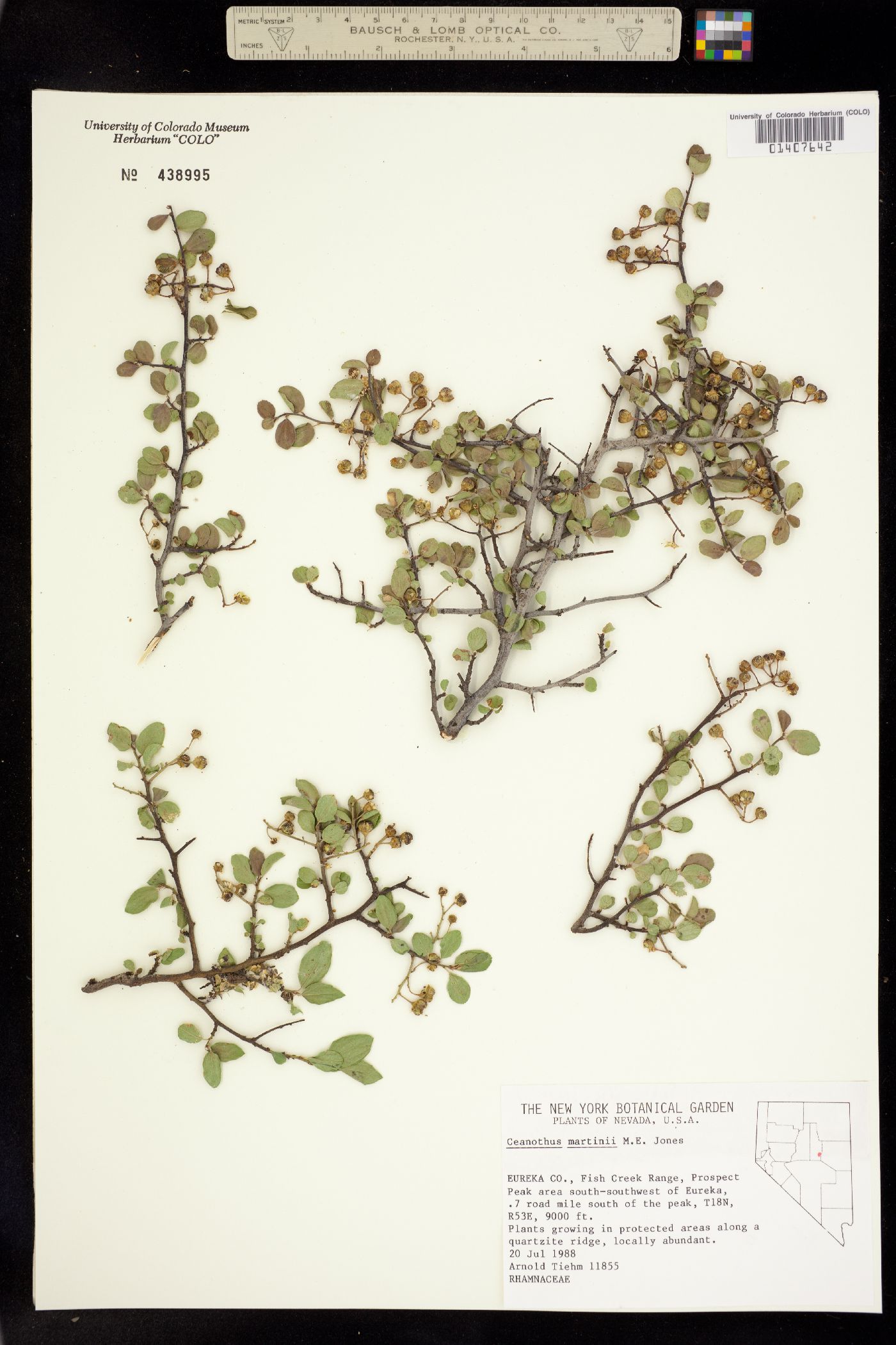 Ceanothus martinii image