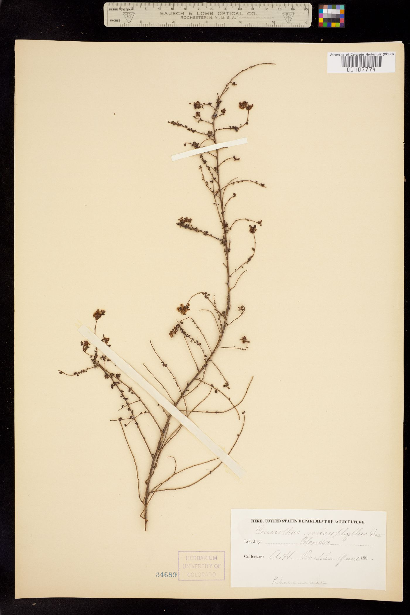 Ceanothus microphyllus image