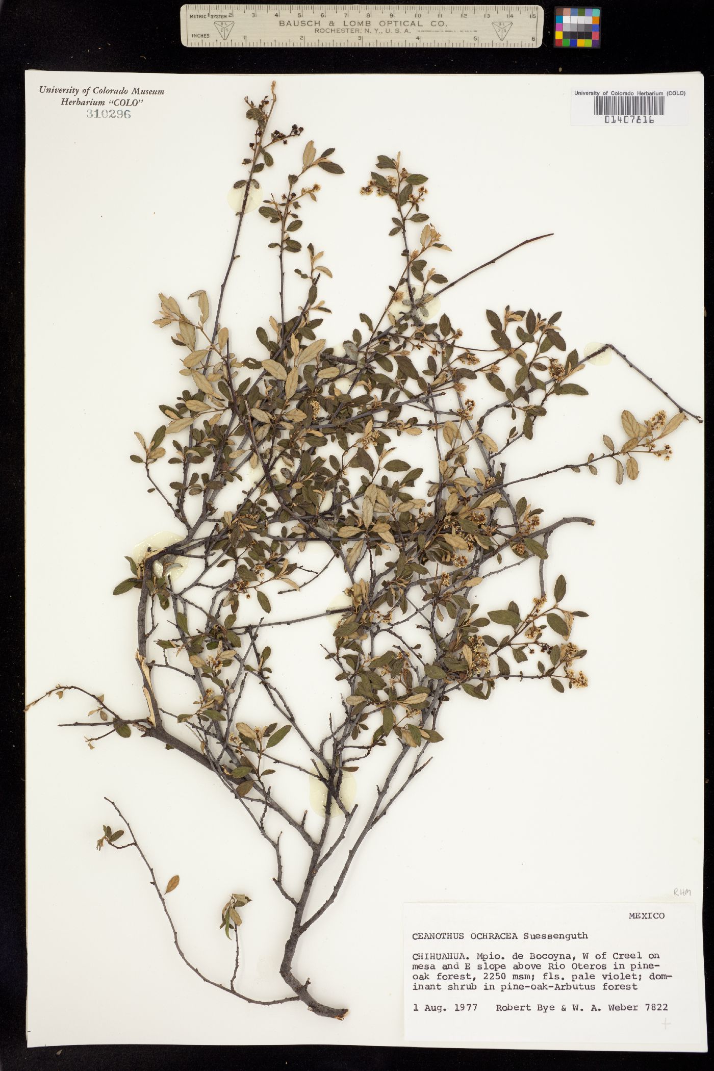 Ceanothus ochraceus image