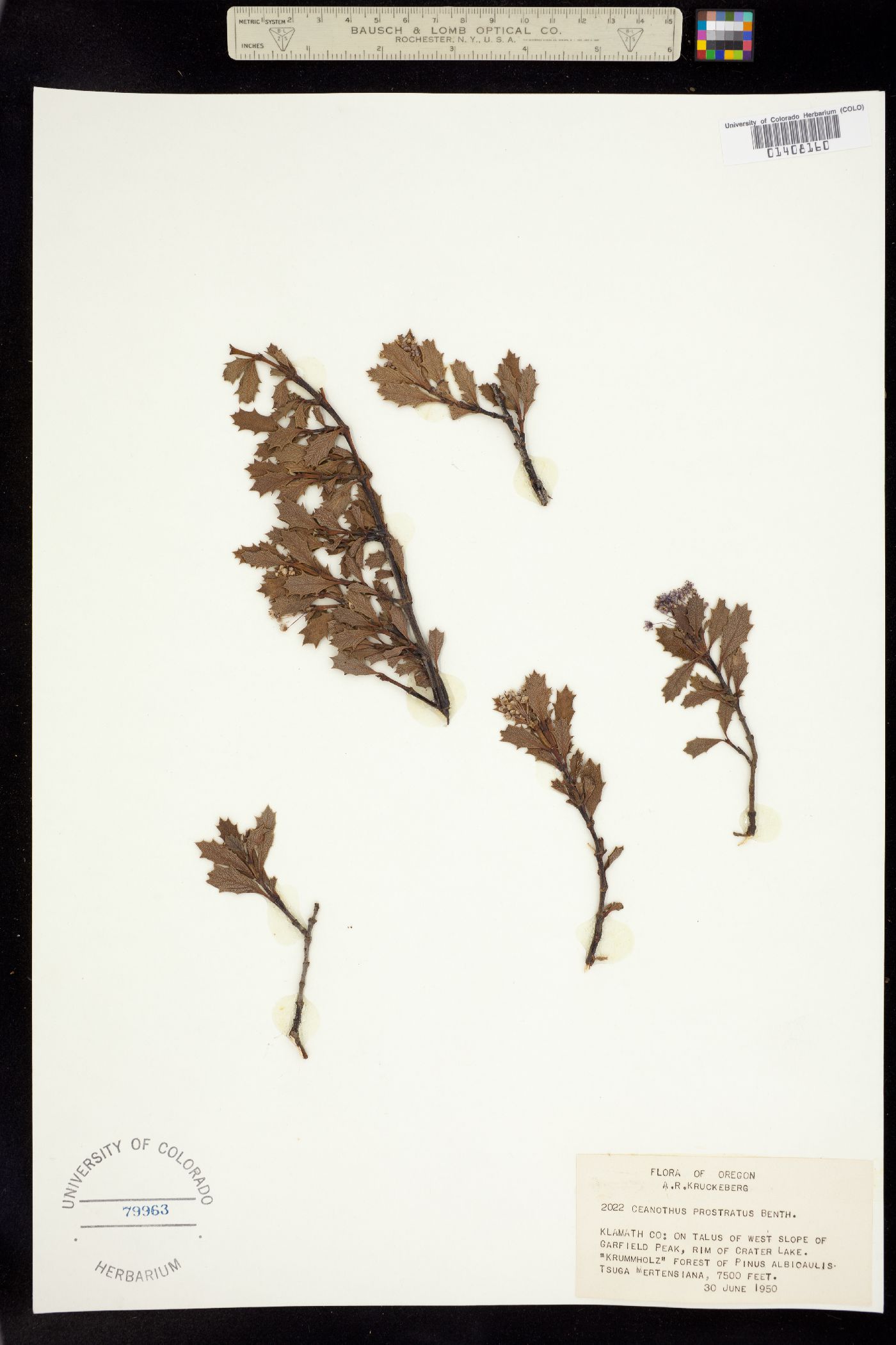 Ceanothus prostratus image