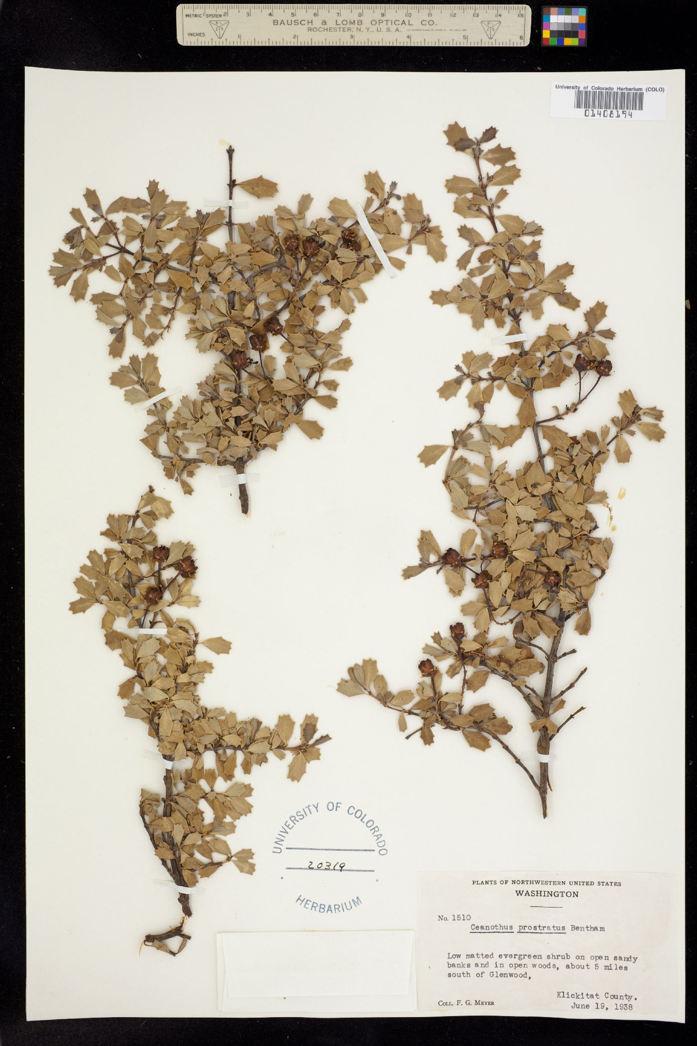Ceanothus prostratus image