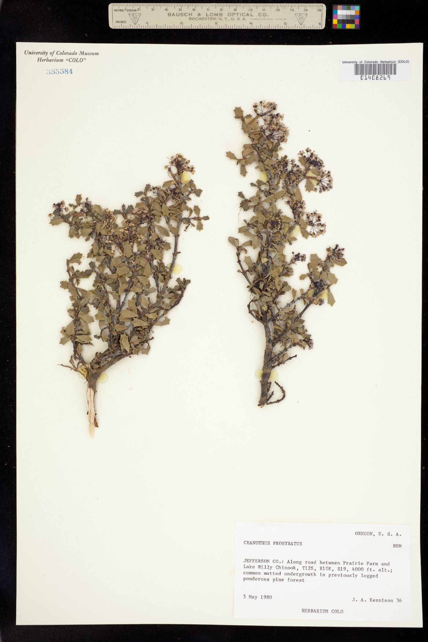 Ceanothus prostratus image
