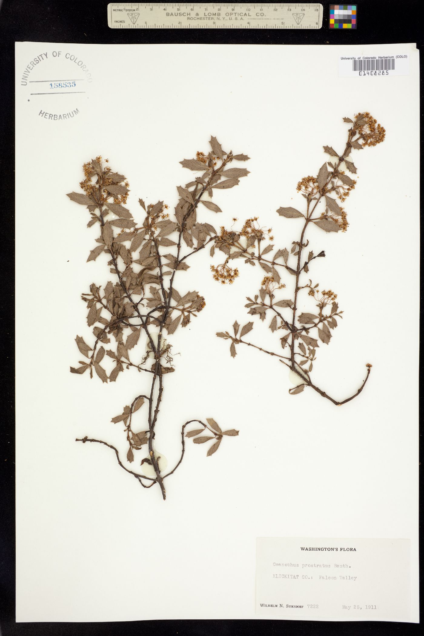 Ceanothus prostratus image
