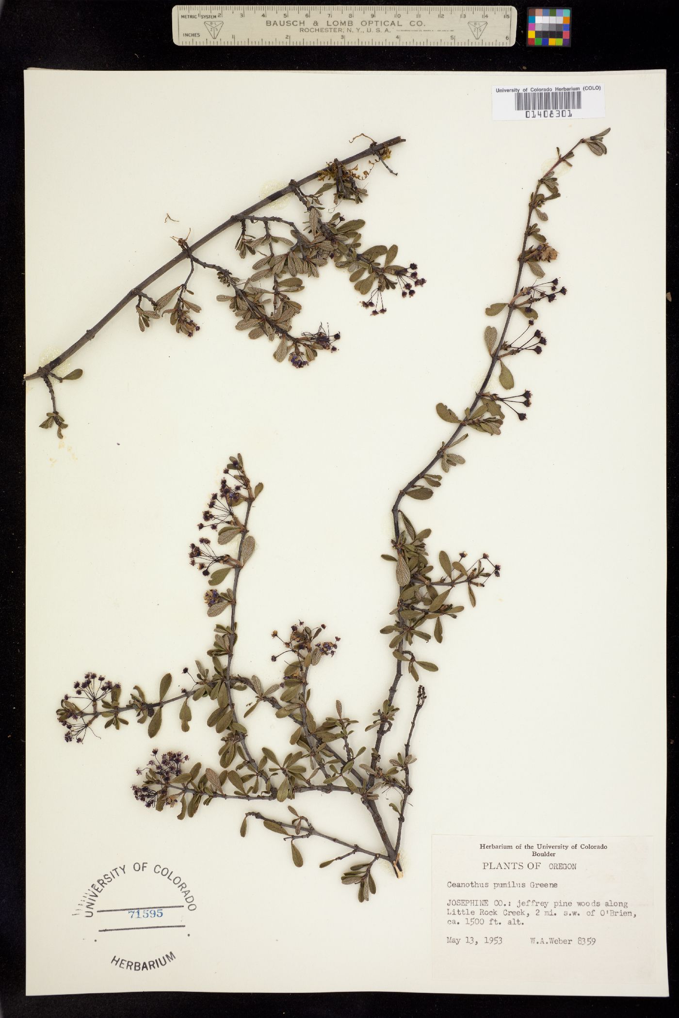 Ceanothus pumilus image