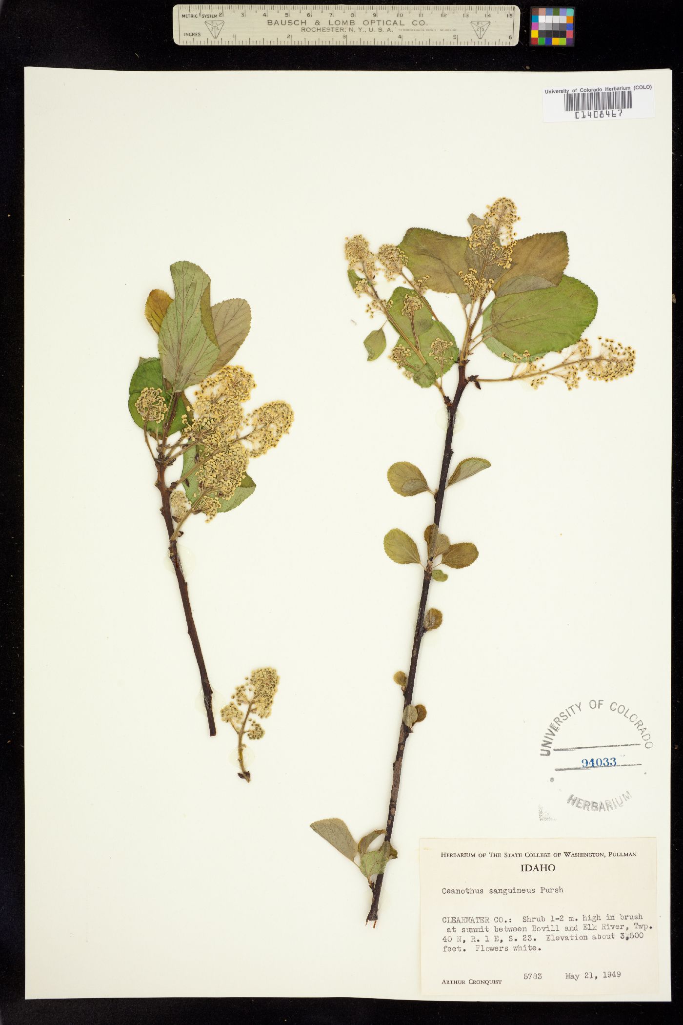 Ceanothus sanguineus image