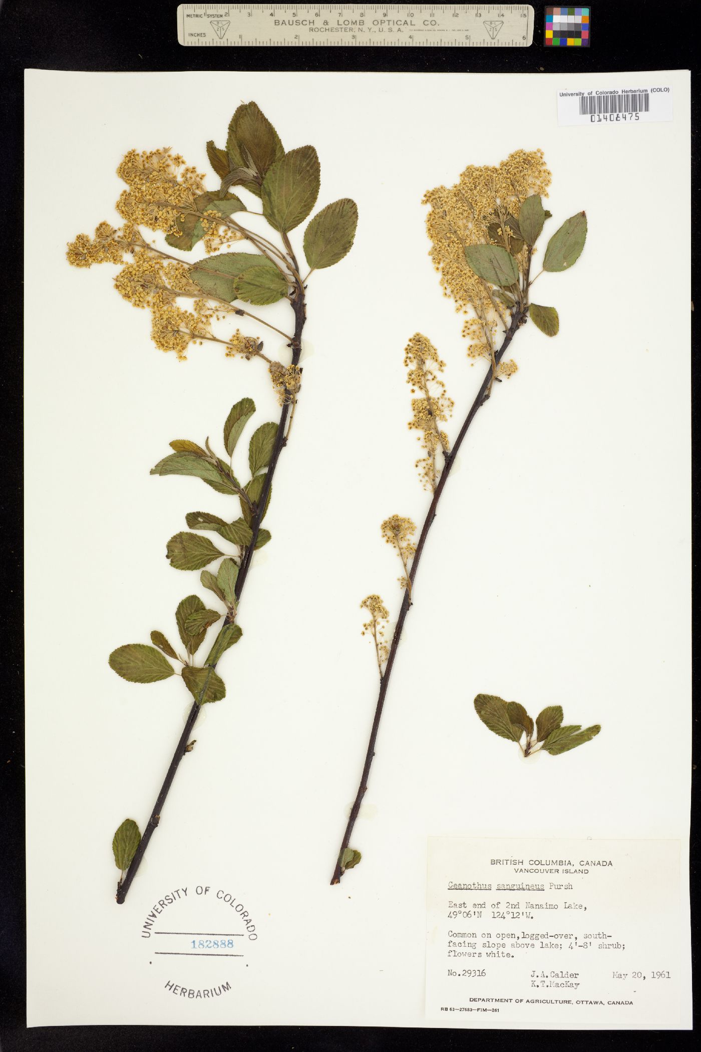 Ceanothus sanguineus image